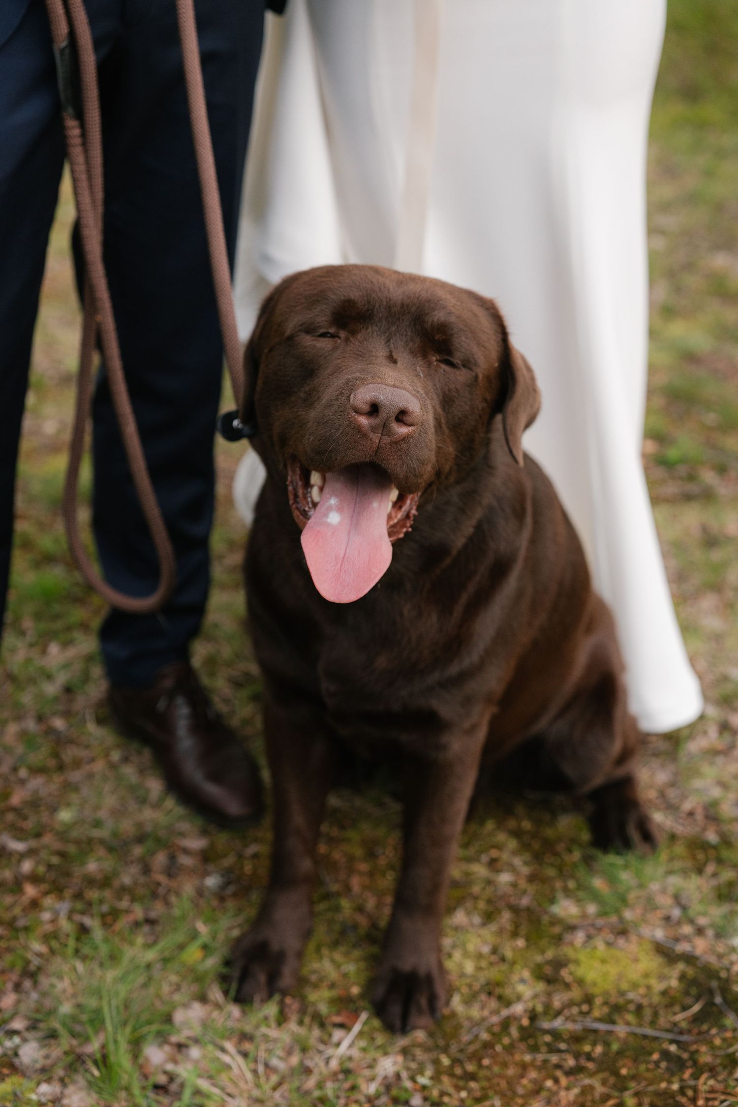 Happy chocolate Labrador sitting on grass wearing a leash at outdoor wedding.
