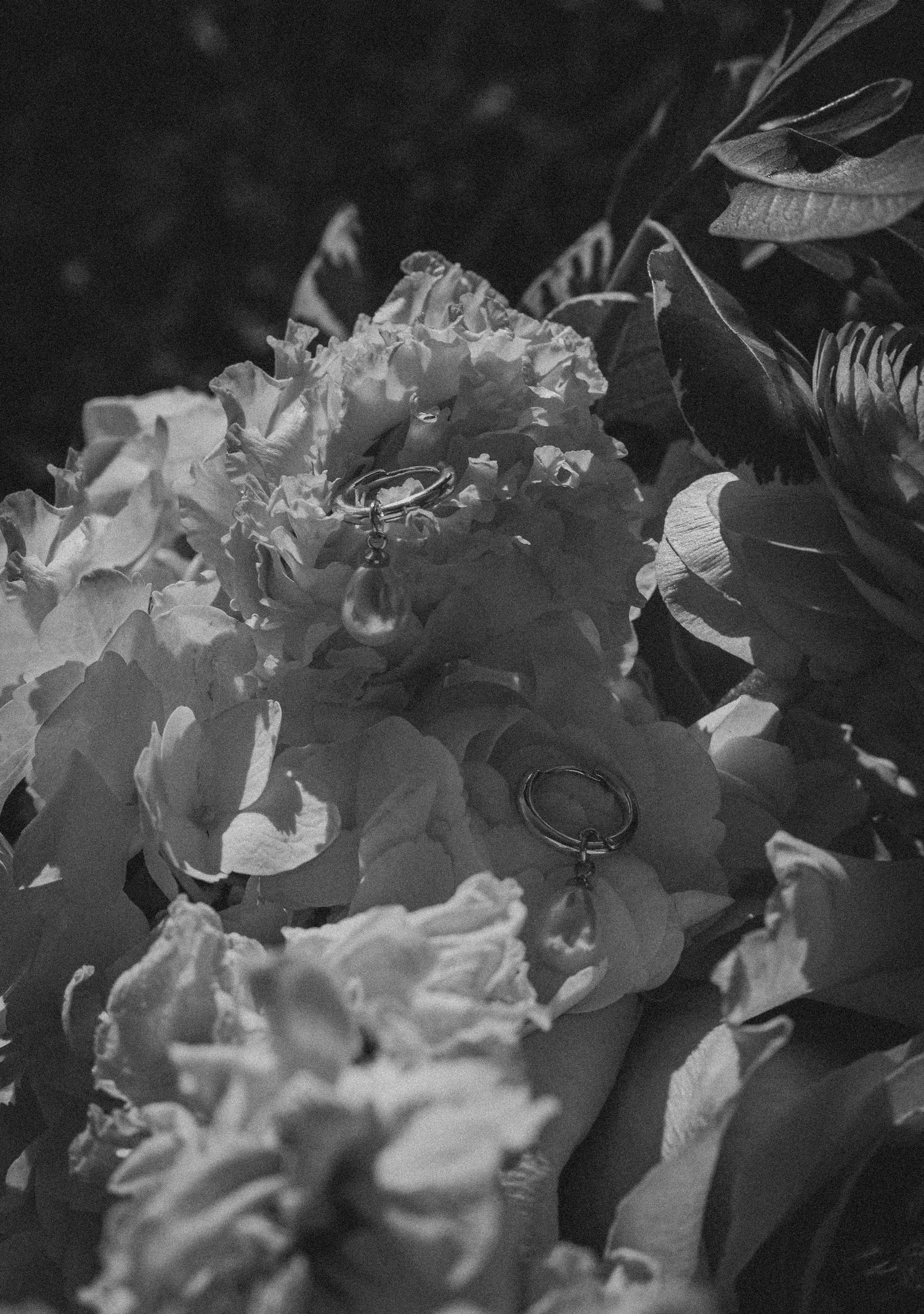 Black and white photo of wedding rings resting on blooming hydrangea flowers surrounded by lush leaves.
