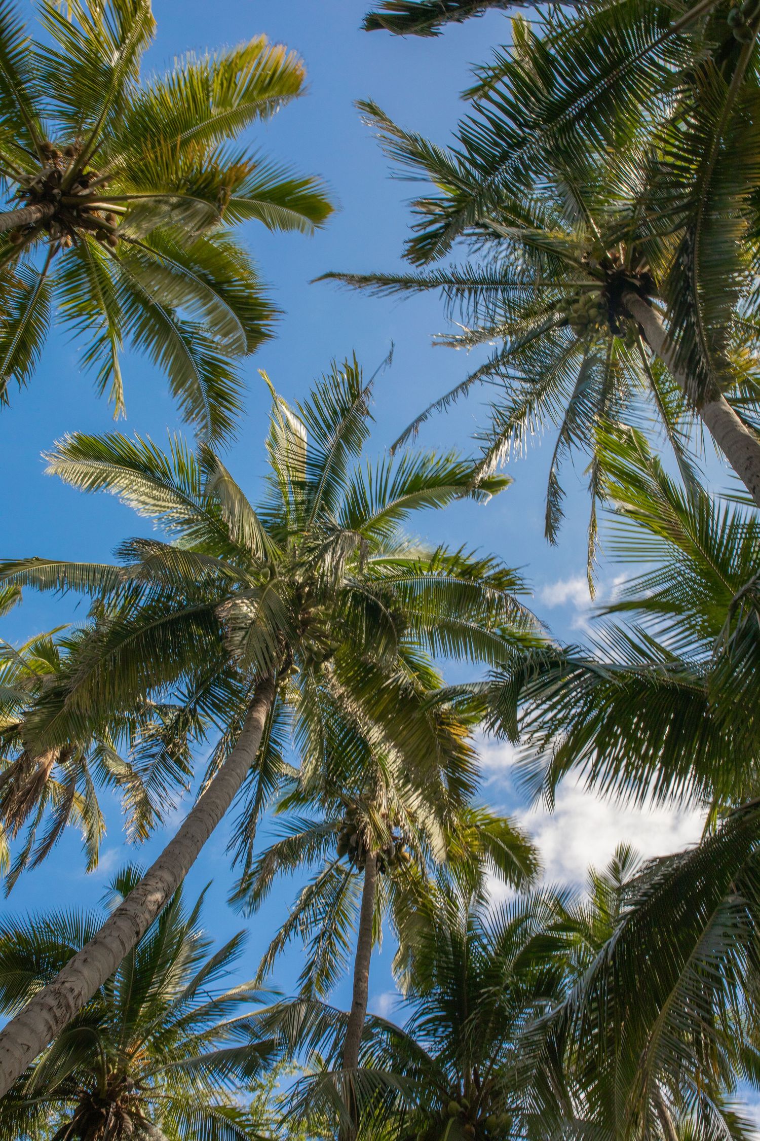Tall palm trees with green fronds sway against a bright blue tropical sky with white puffy clouds.