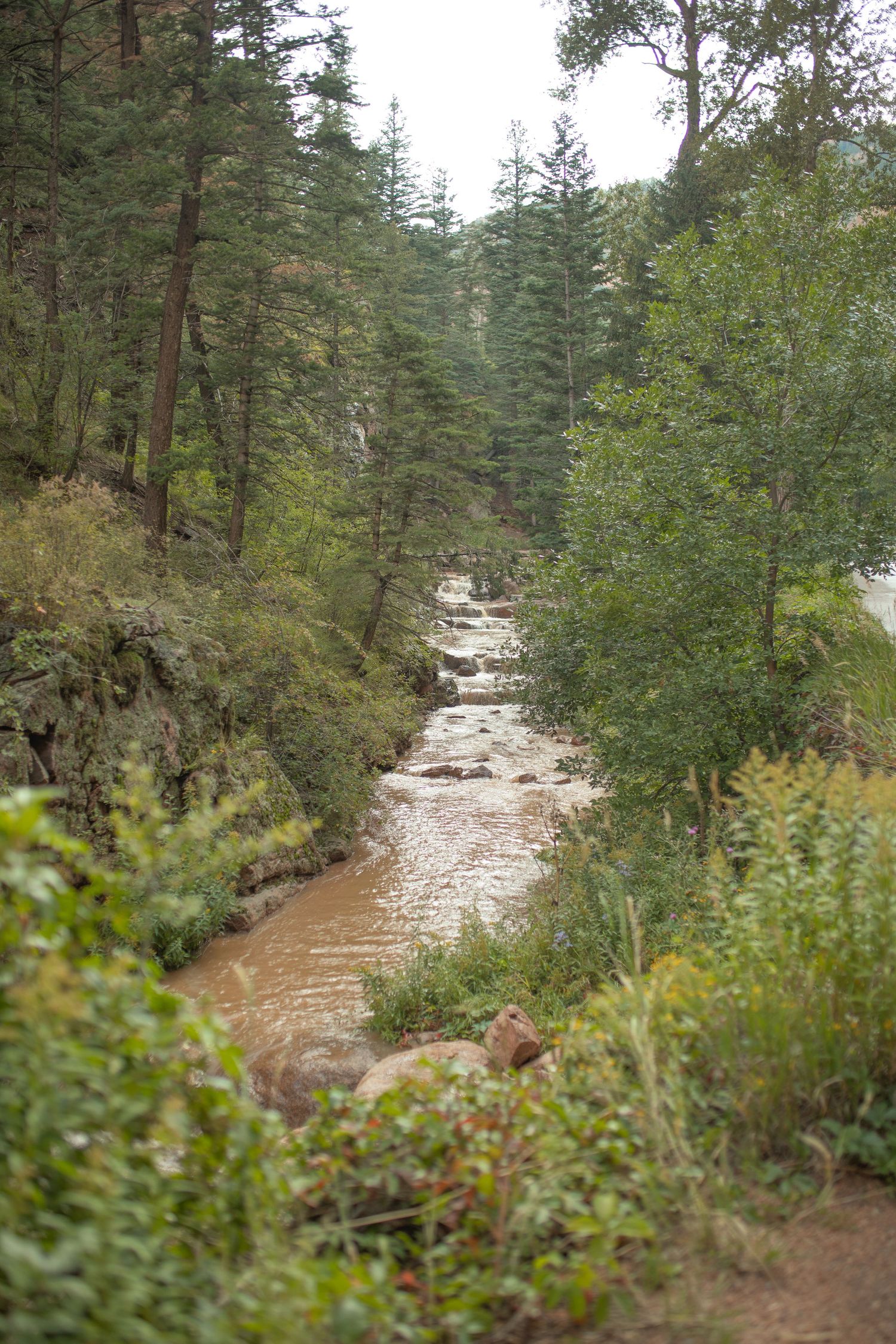 A muddy mountain stream flows through a lush green pine forest with rocky banks and dense vegetation.