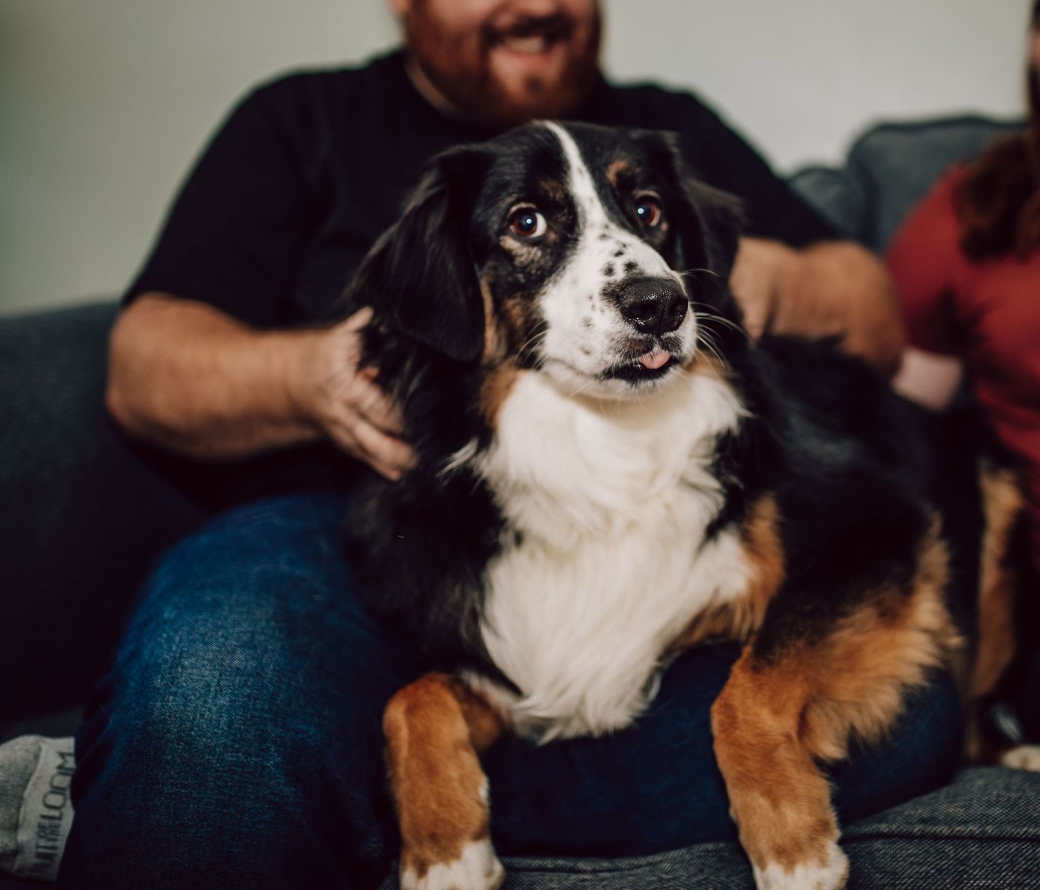 Border Collie with black and white fur sits on someone's lap looking alert.