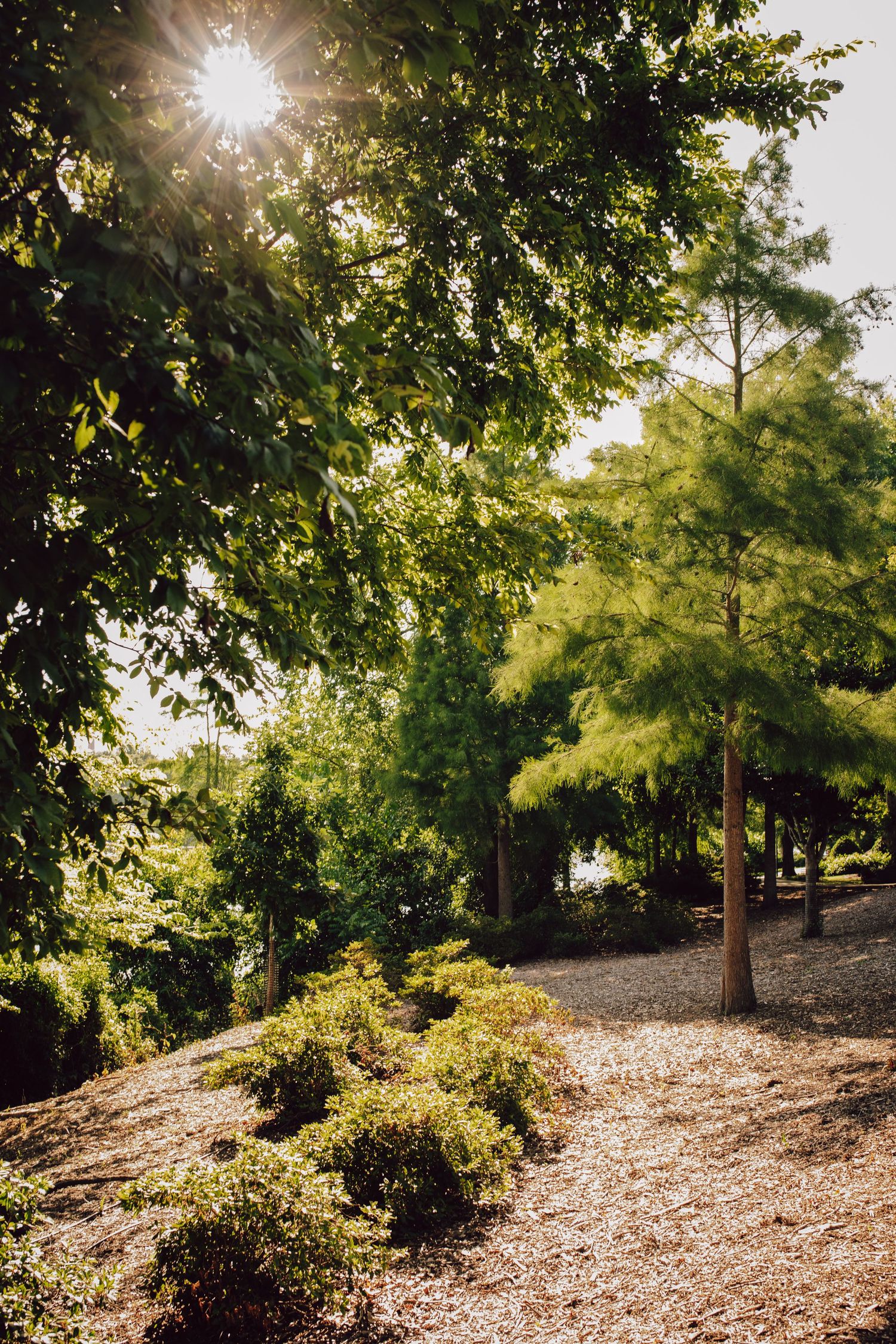 Sunlit pathway through lush green trees with sun rays breaking through the foliage.