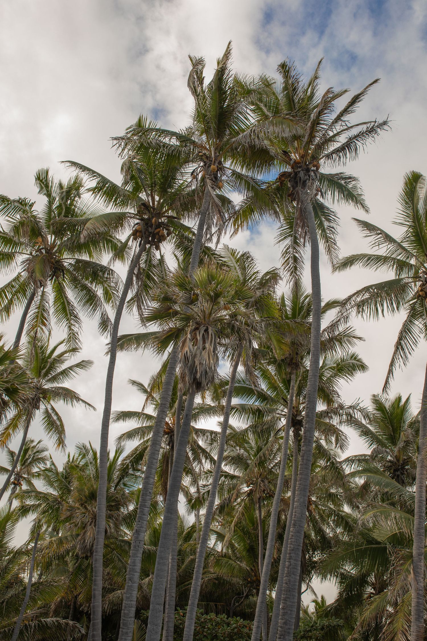 Tall coconut palm trees swaying against a cloudy sky in a tropical setting.