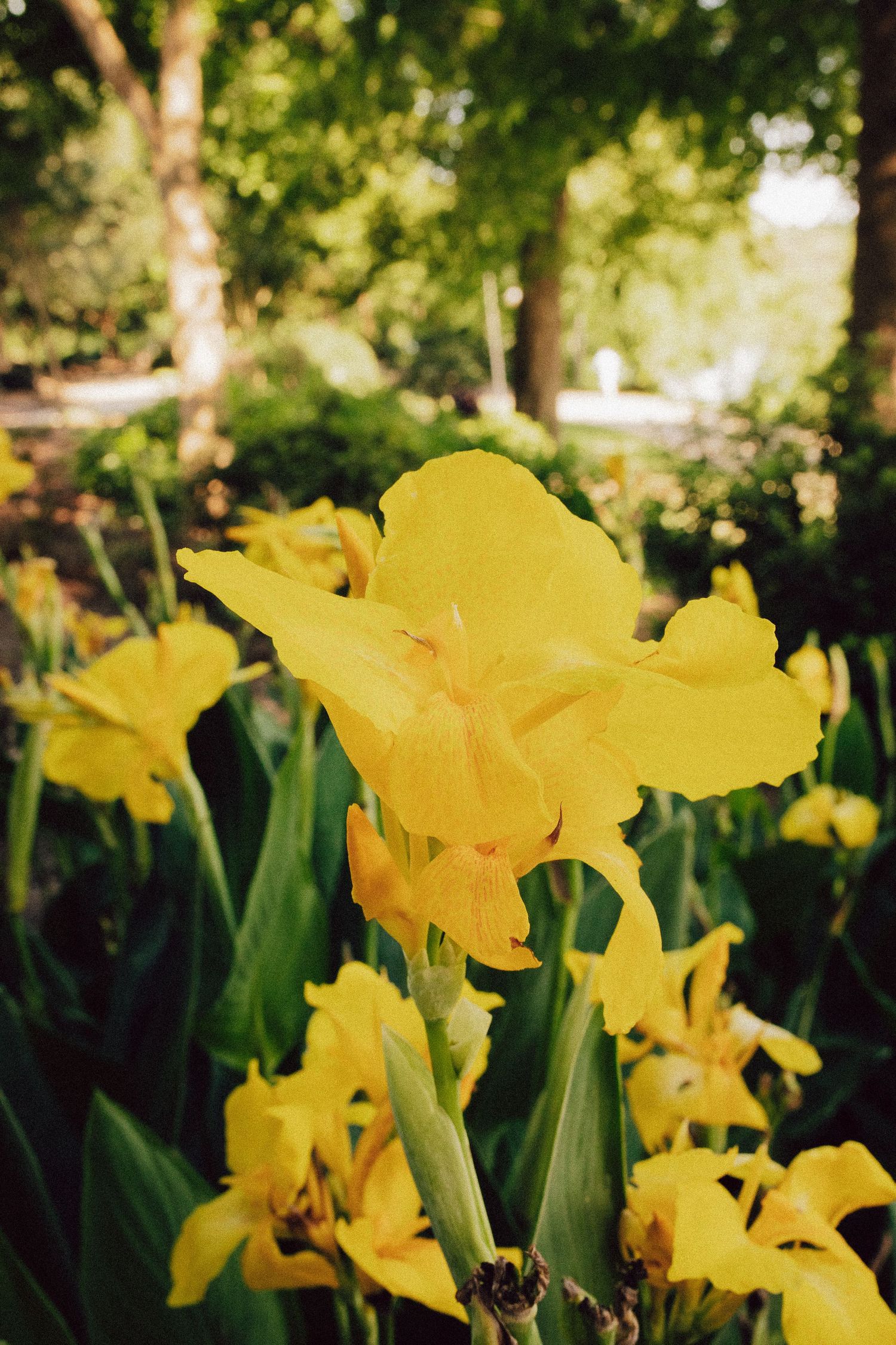 Bright yellow iris flowers blooming in a sunny garden with vibrant green foliage.