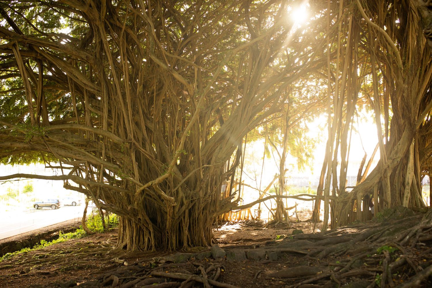 Sunlight streams through tangled banyan tree roots and branches creating a magical golden glow in a tropical forest.