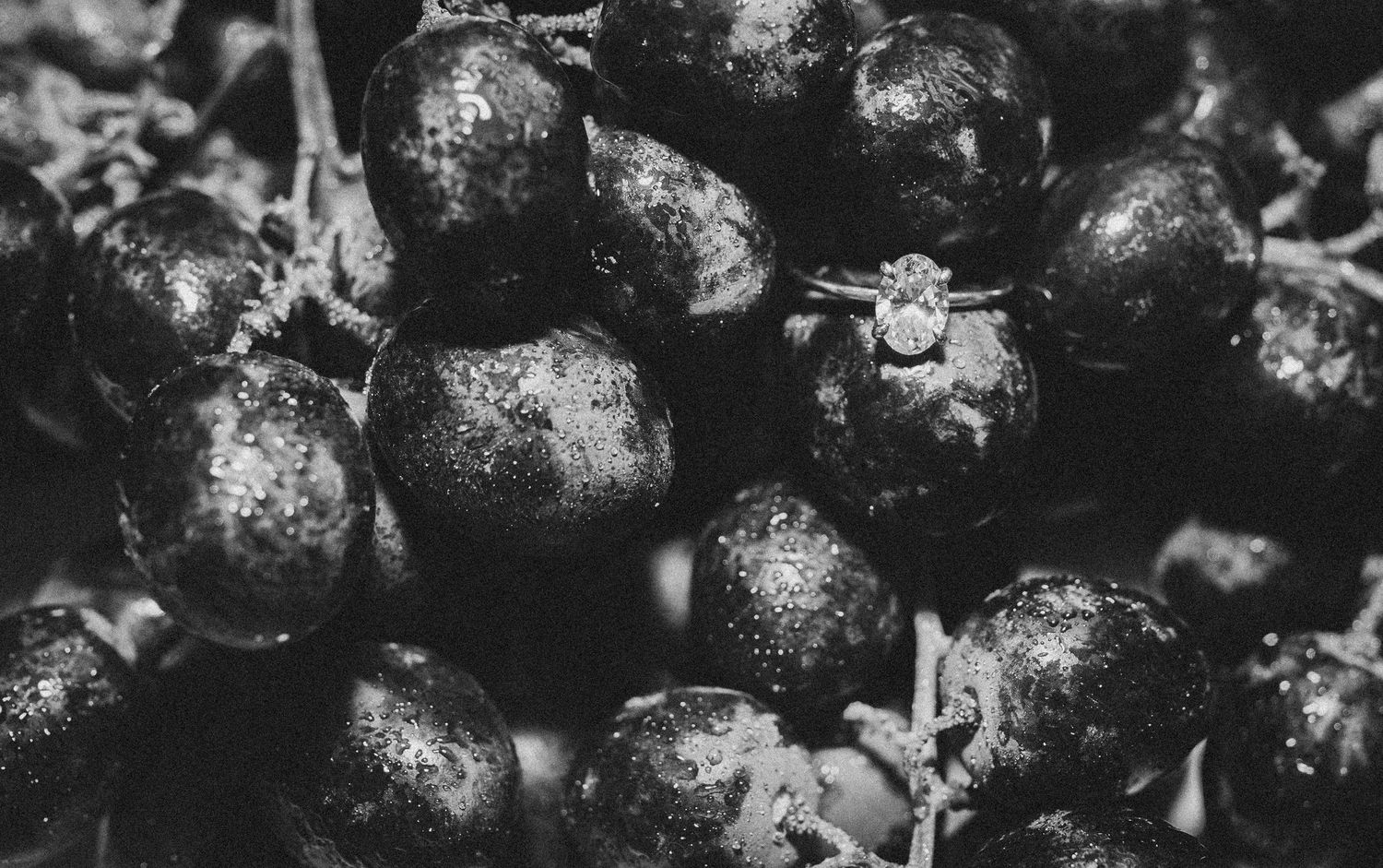 Black and white close-up of fresh grapes covered in water droplets on the vine.