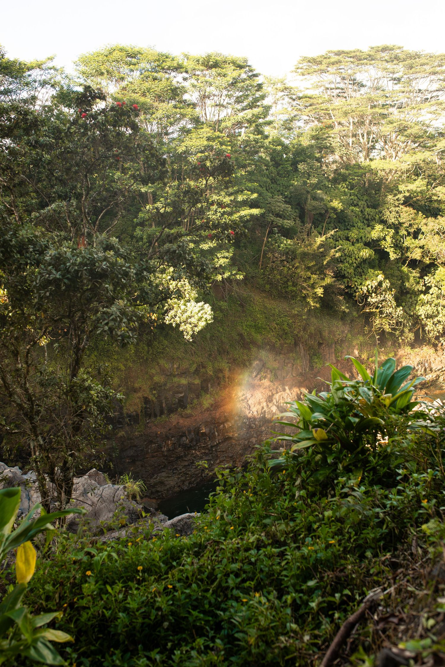 Sunlight streams through lush tropical trees creating a magical glow in a Hawaiian forest landscape.