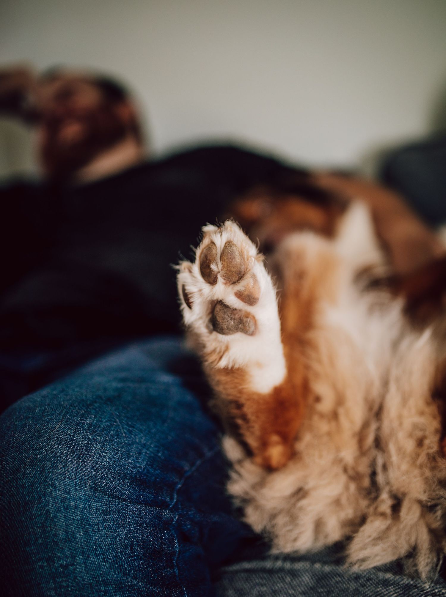 Close-up of a dog's furry paw resting on blue denim jeans.