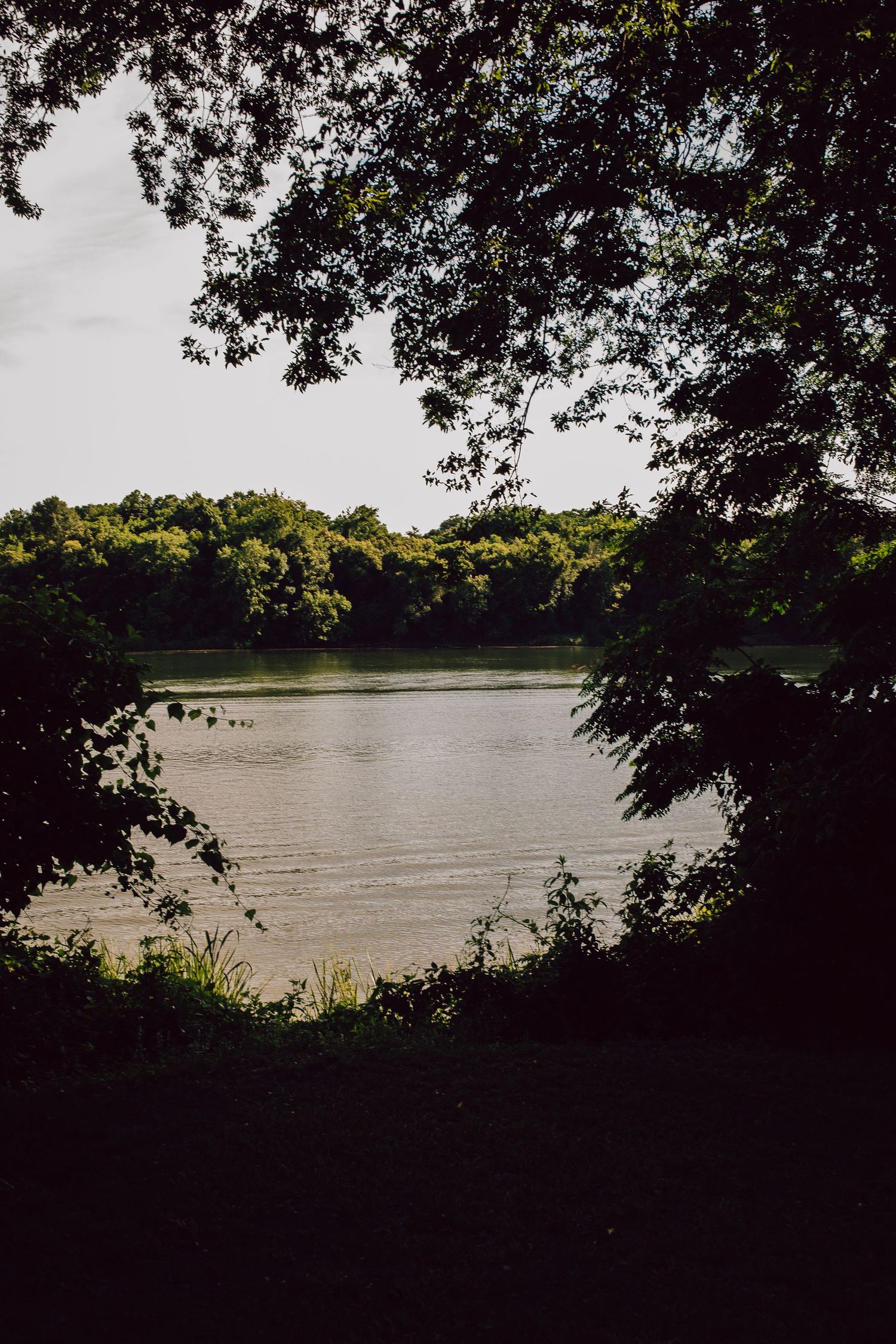 A tranquil lake view framed by tree branches, with green forest along the shoreline in natural lighting.
