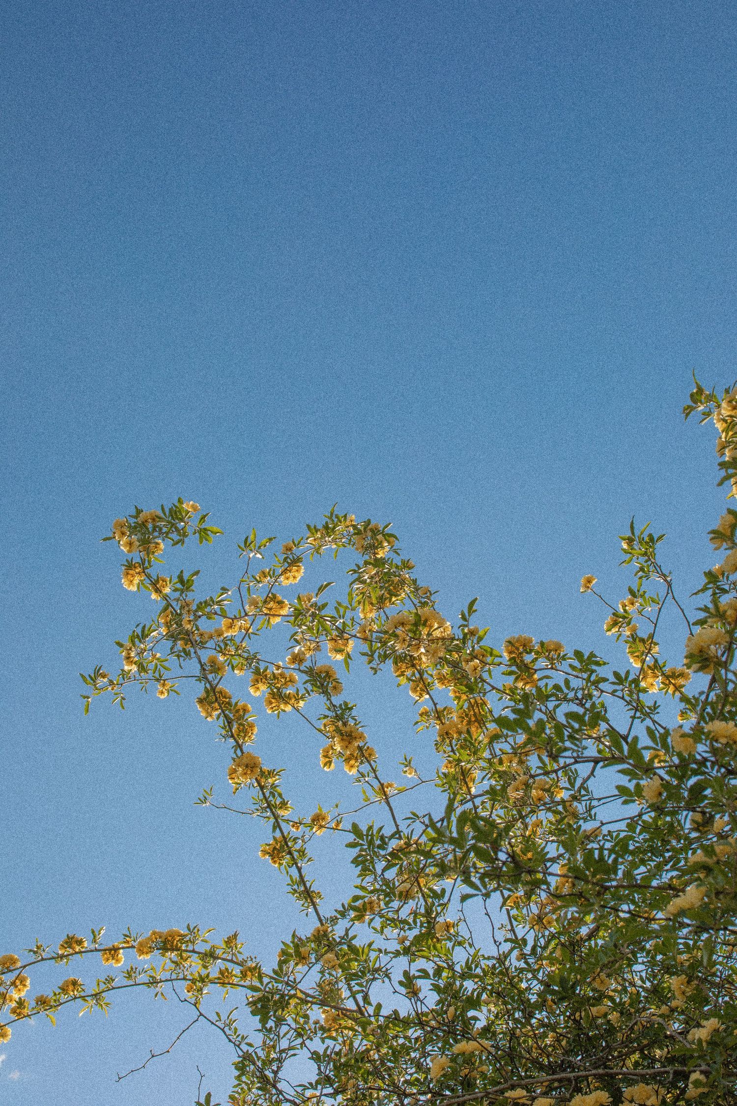 Yellow flowering branches reach toward a bright blue sky on a sunny day, creating a minimalist nature scene.