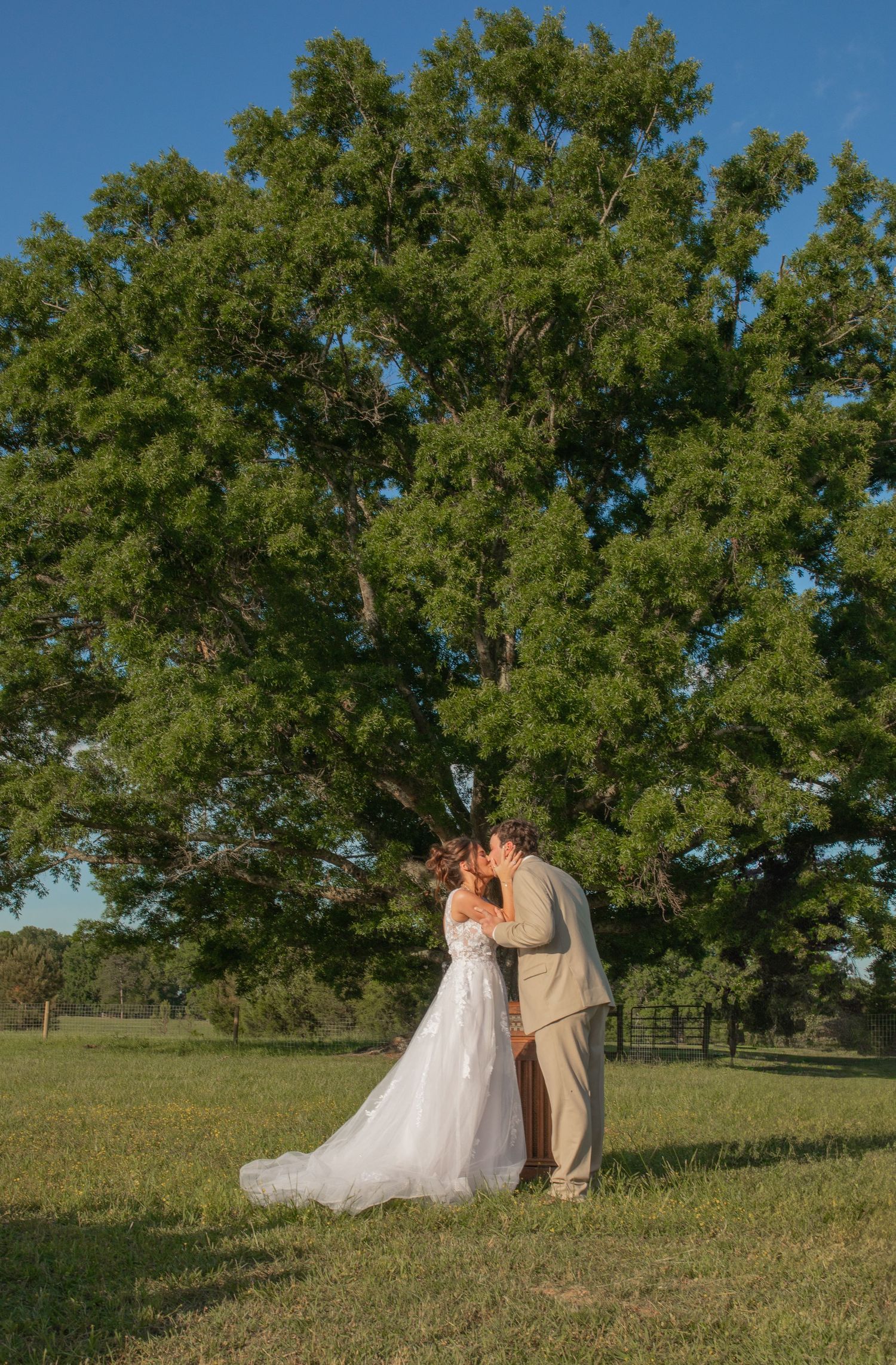 Bride and groom sharing a kiss in a green field beneath a large oak tree on a sunny wedding day.