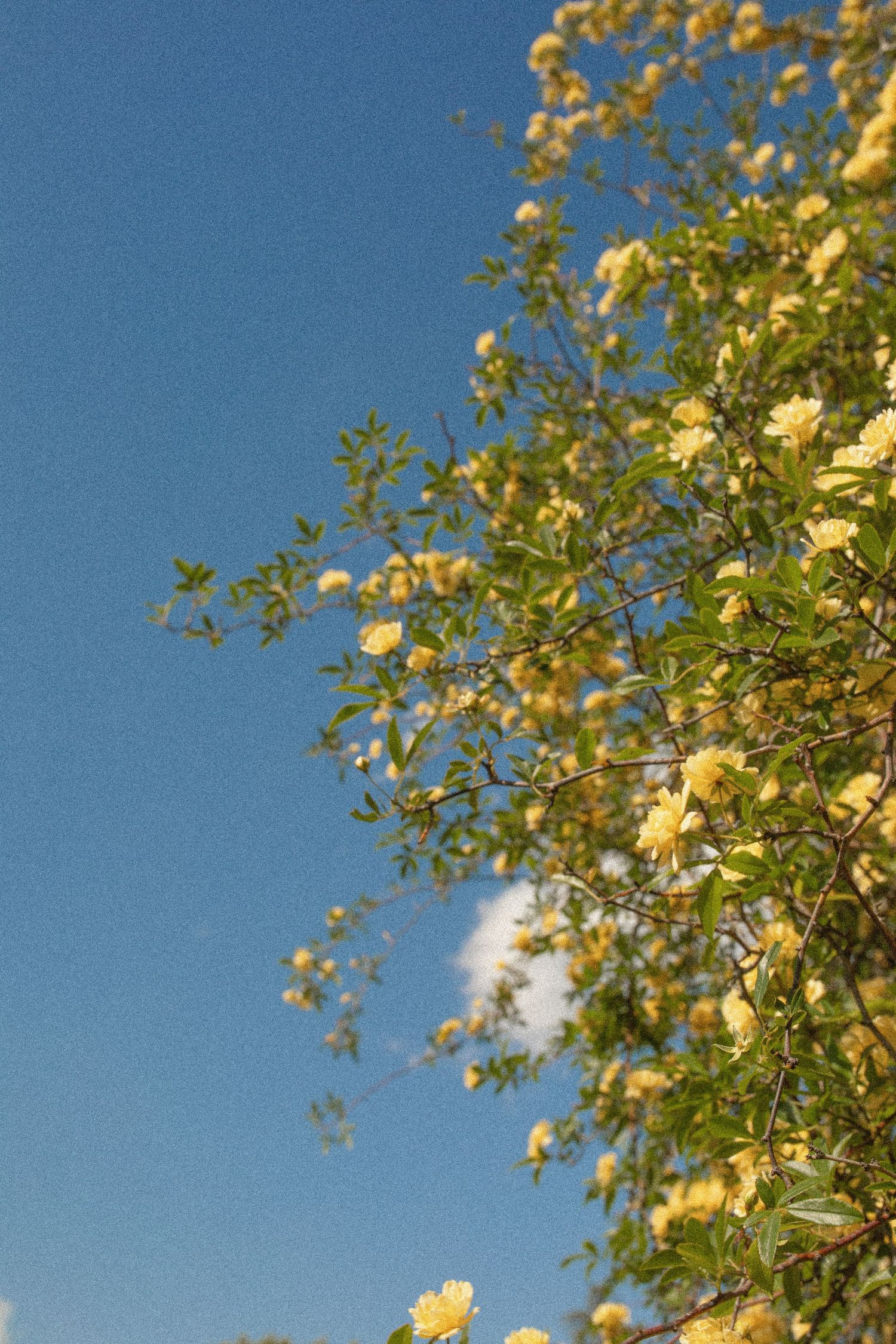 Yellow roses bloom against a vivid blue sky with wispy white clouds on a sunny day.