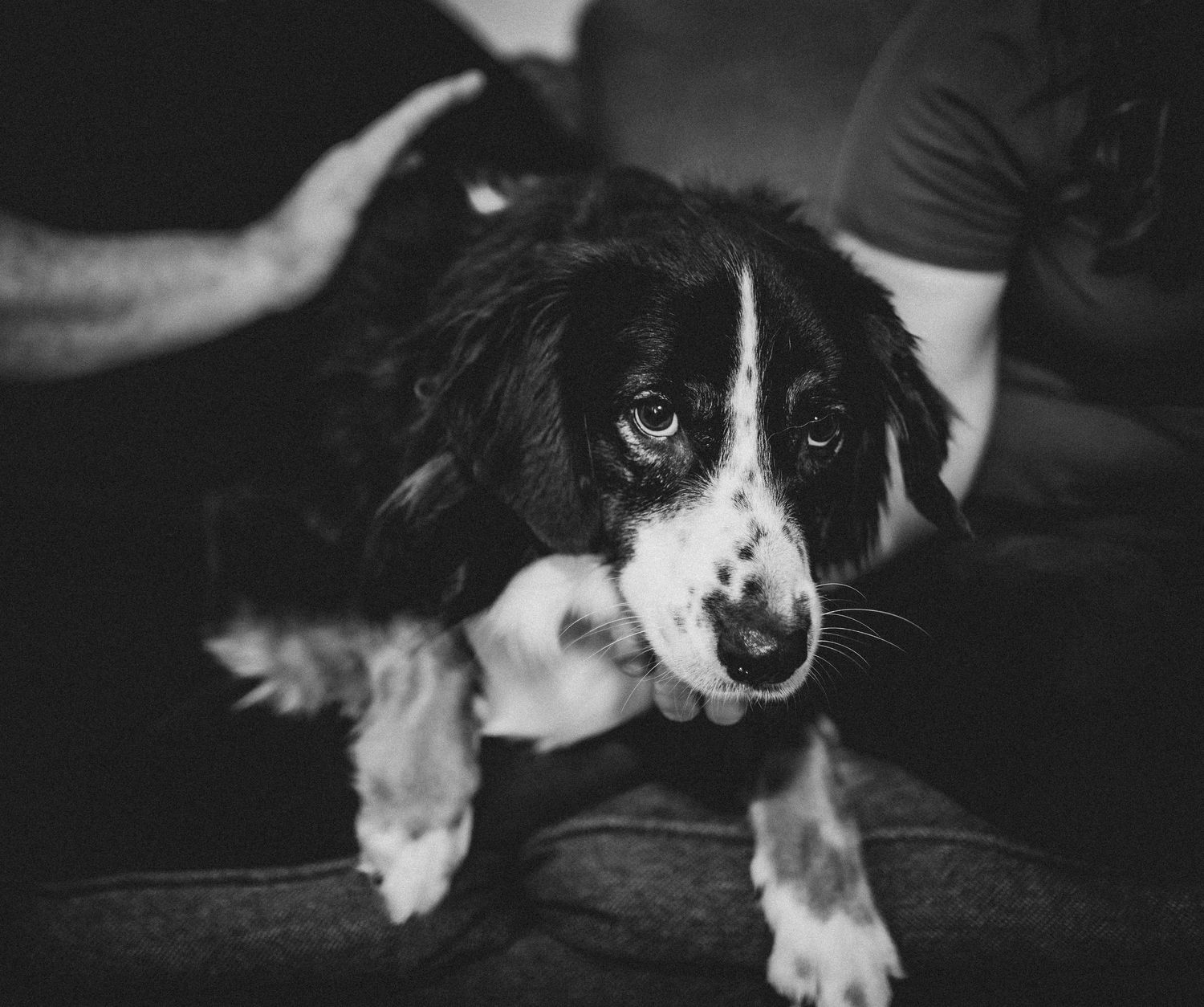 Black and white Border Collie dog with expressive eyes in dramatic monochrome lighting.
