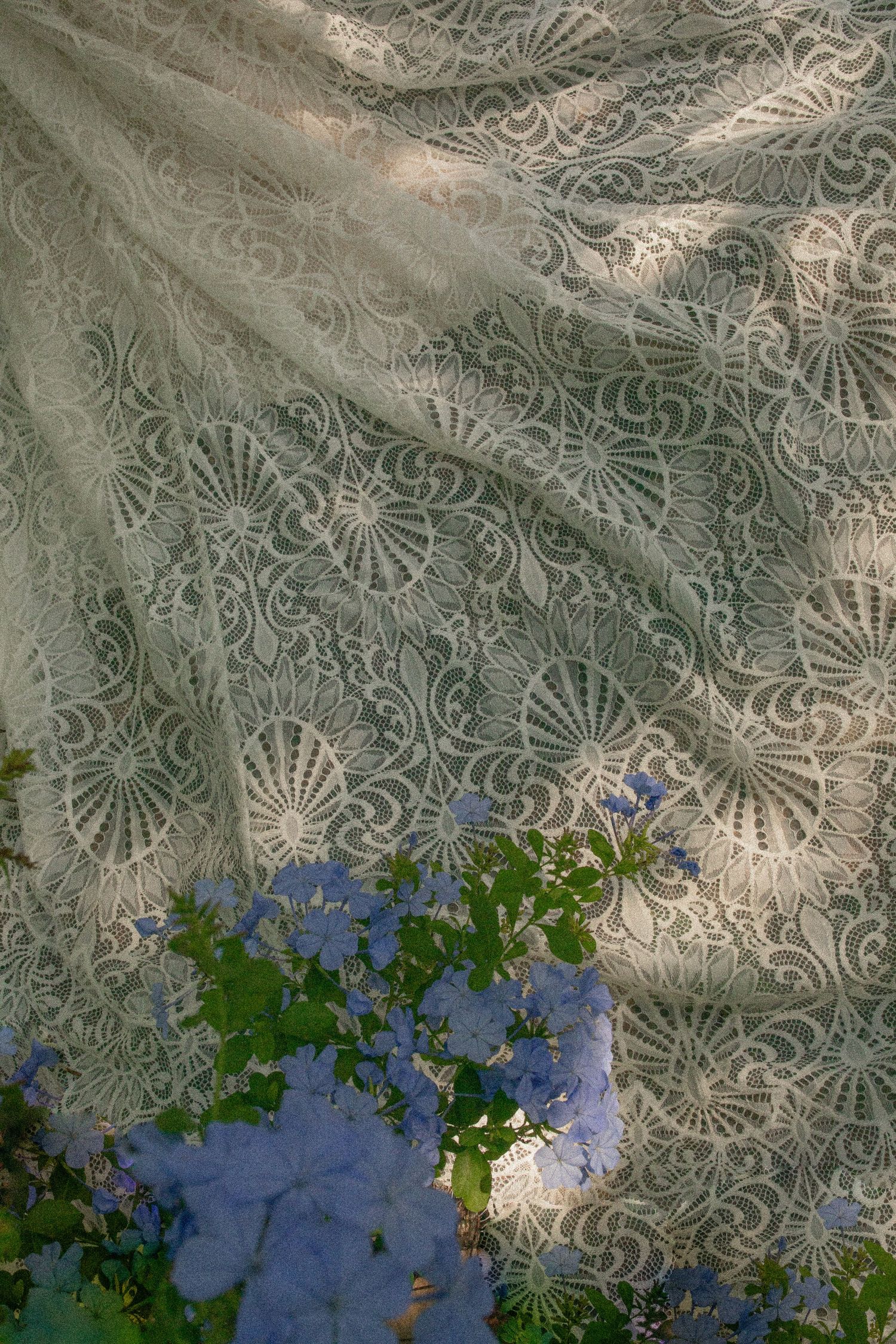 Delicate blue morning glory flowers climbing against an ornate lace curtain background with sunlight filtering through.