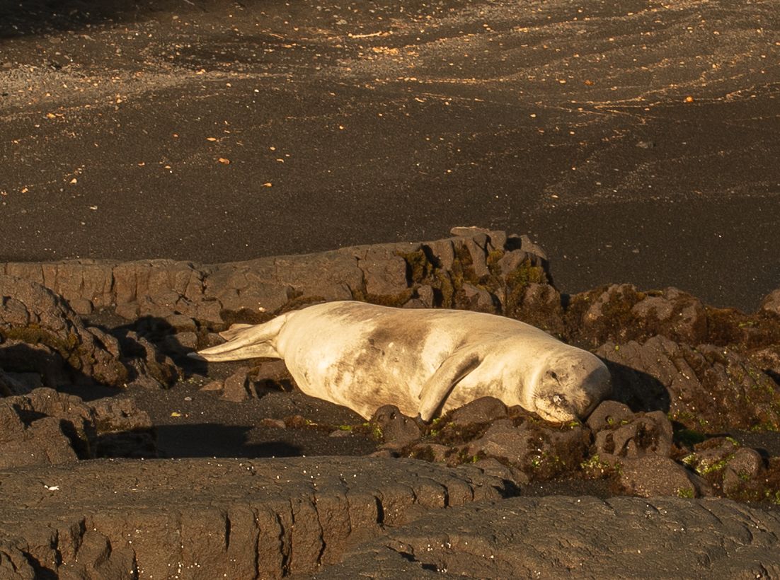 Sleeping white dog lies peacefully on dark rocky terrain at night under moonlit sky.