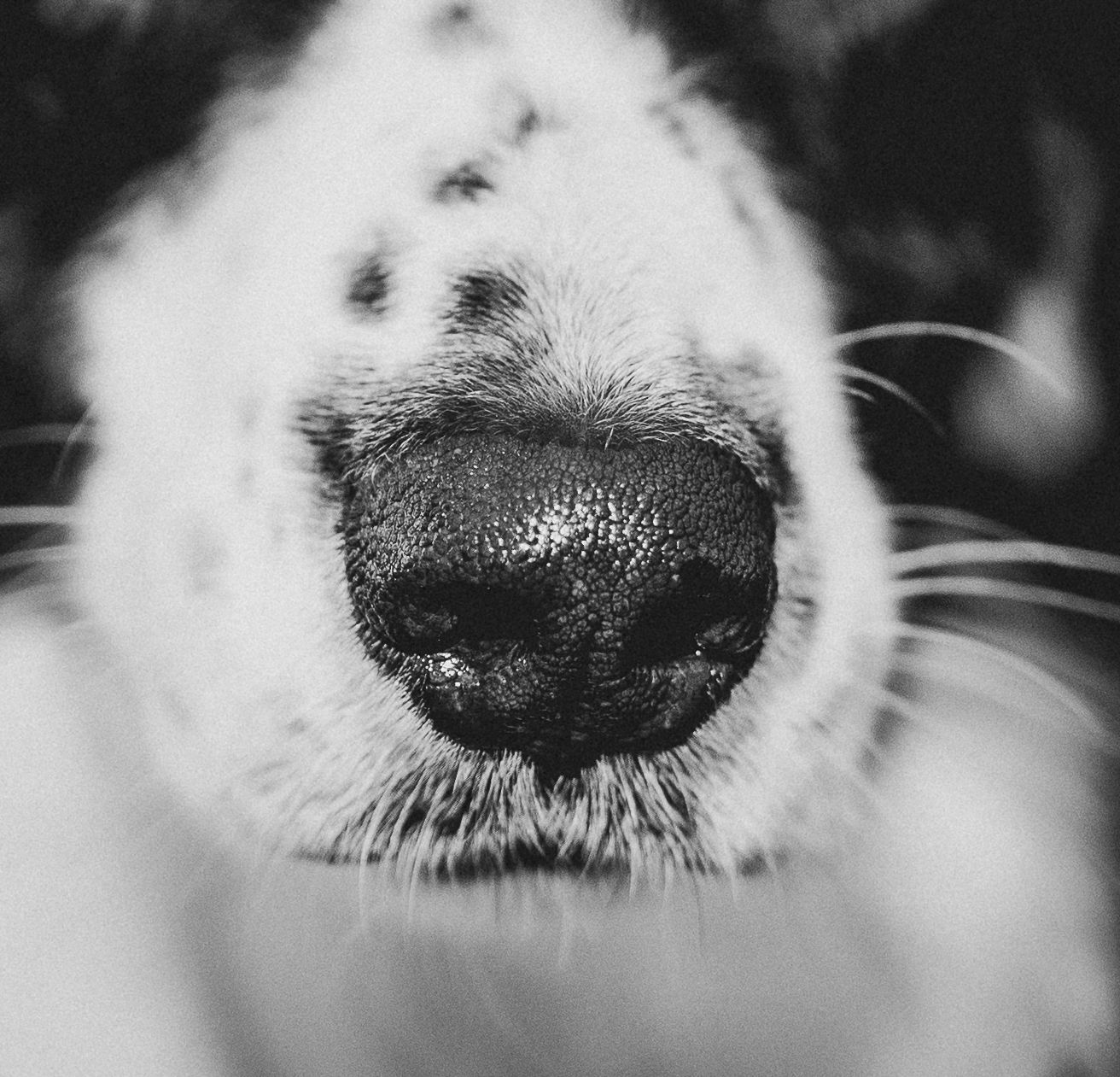 Extreme close-up black and white photo of a dog's wet nose and whiskers.