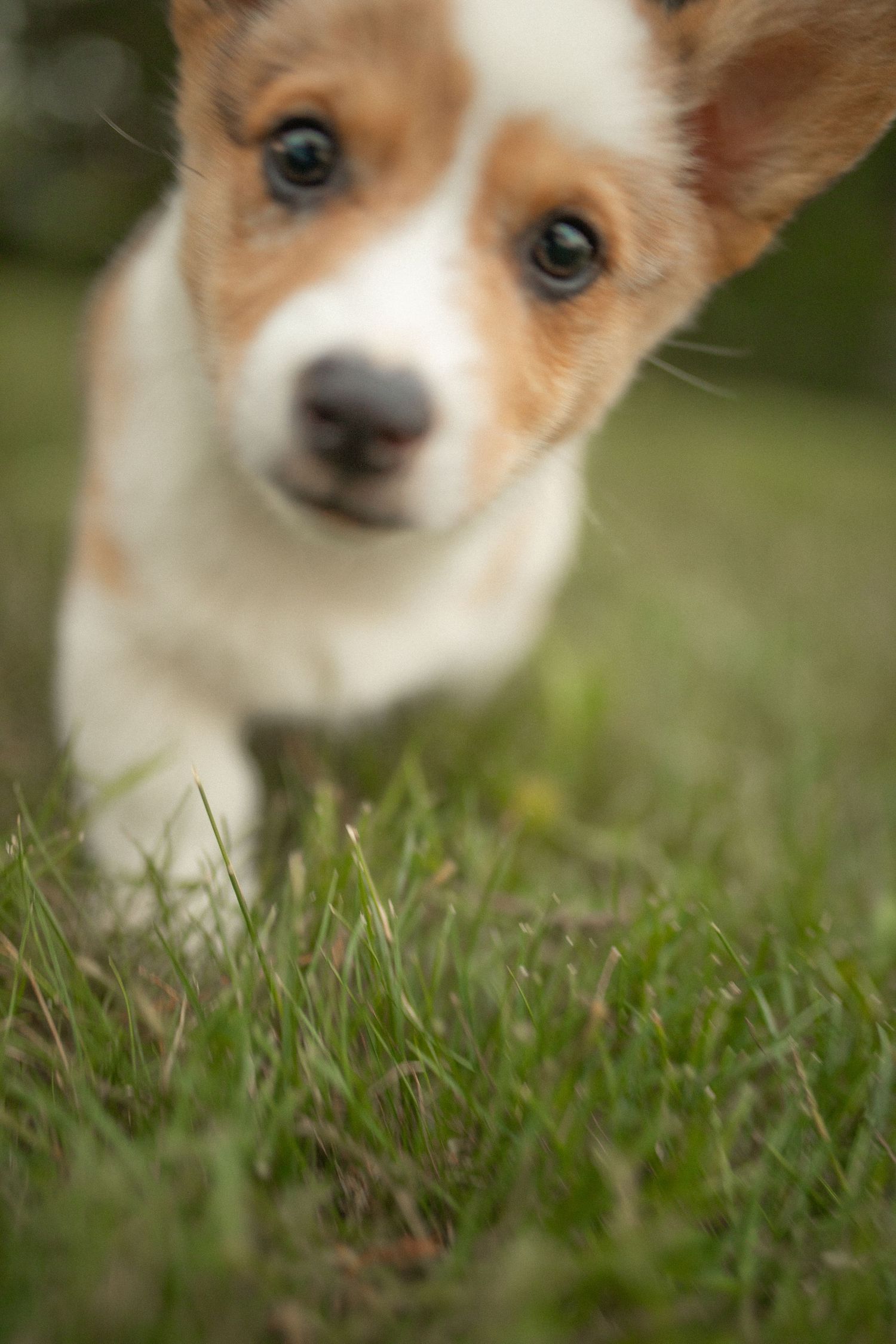 Close-up portrait series of an adorable Chihuahua puppy with reddish-brown fur sitting in green grass.