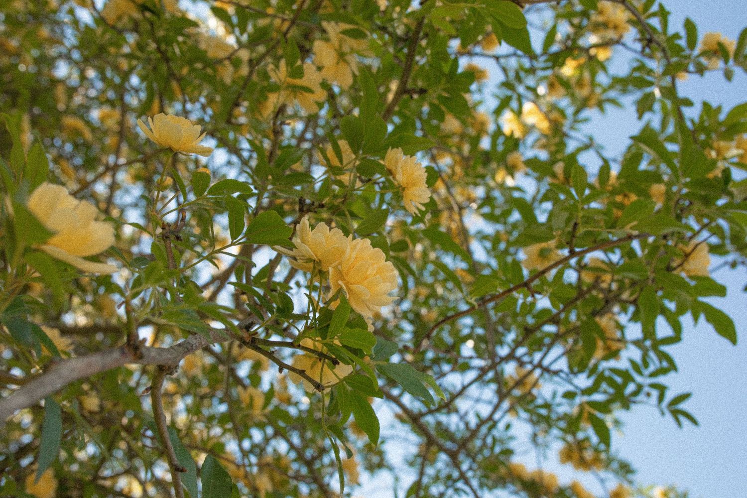 Soft yellow roses blooming on a bush against a bright blue sky with green foliage in the background.