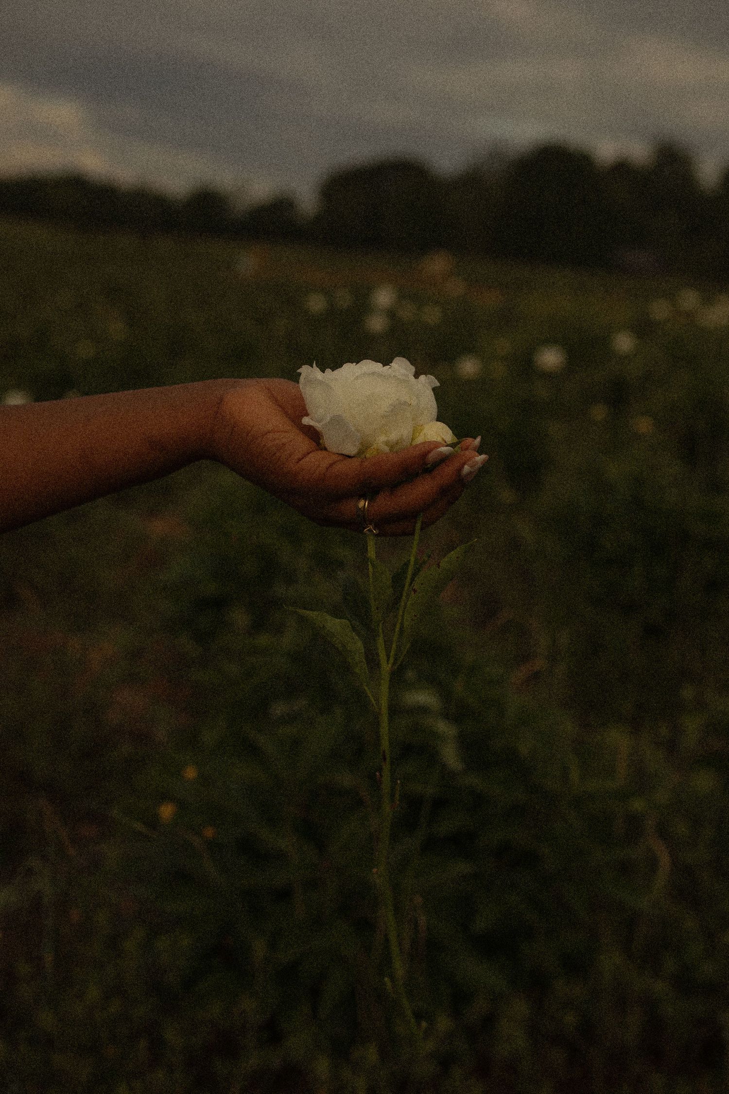 A hand gently holds a delicate white flower against a moody dark field at dusk.