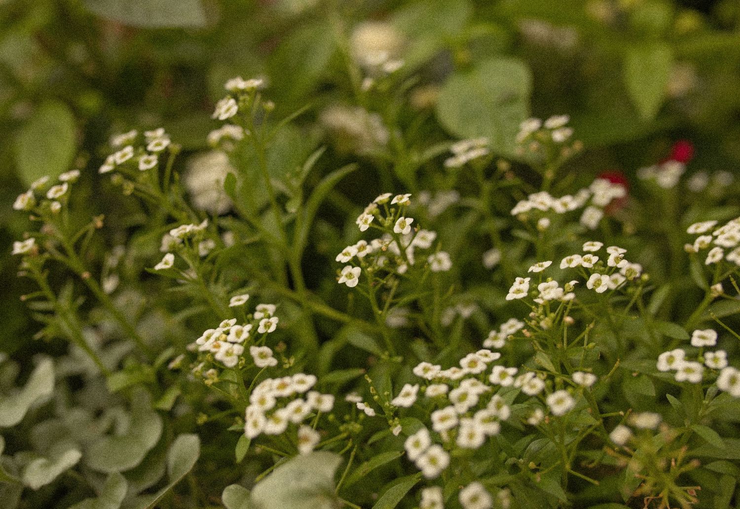Delicate white alyssum flowers blooming among lush green foliage in a garden setting.
