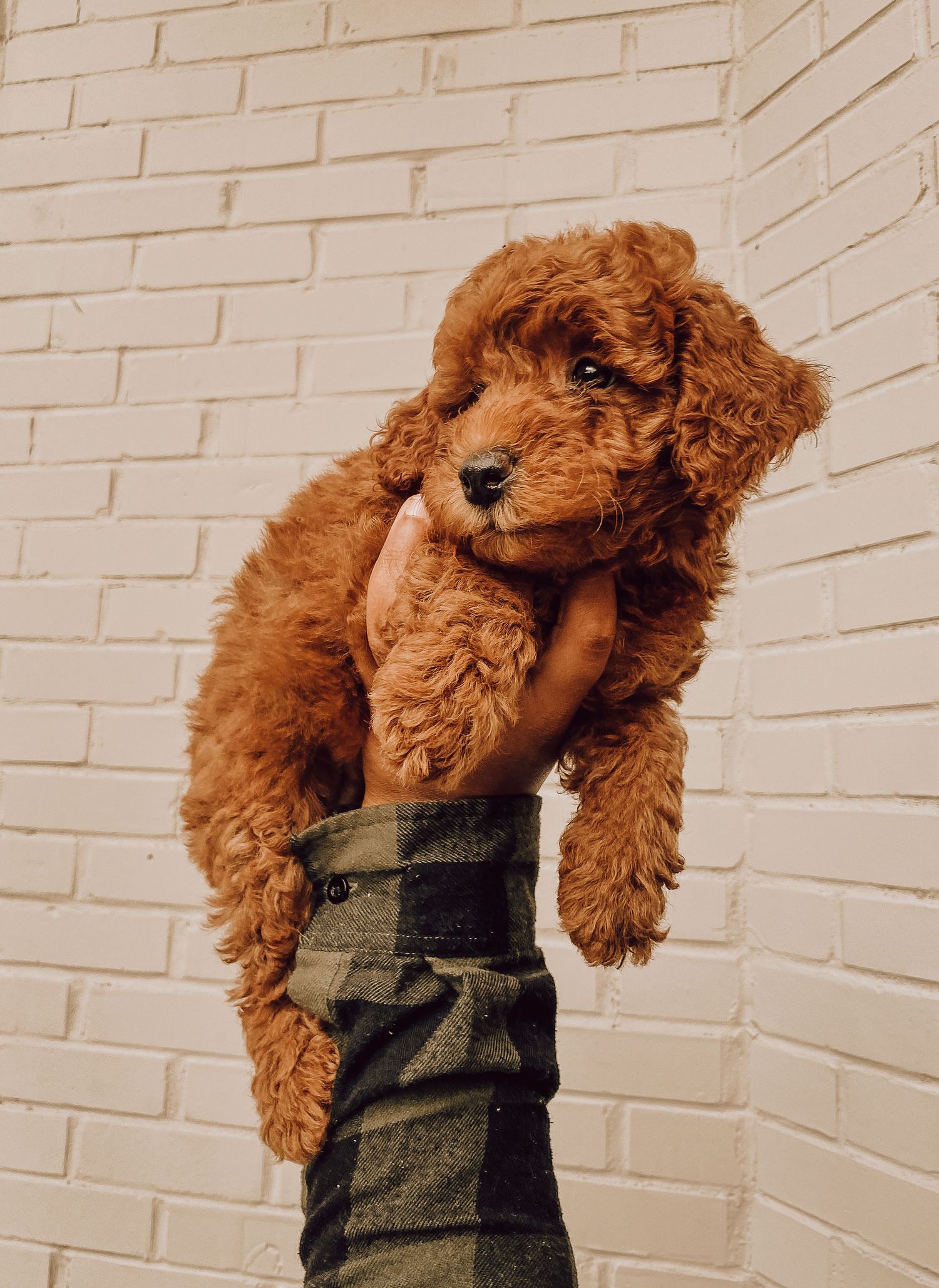 Adorable brown goldendoodle puppy being held up against white brick wall wearing plaid clothing.