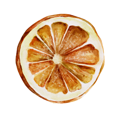Watercolor illustration of five dried orange slices arranged in a horizontal line showing varying levels of transparency.