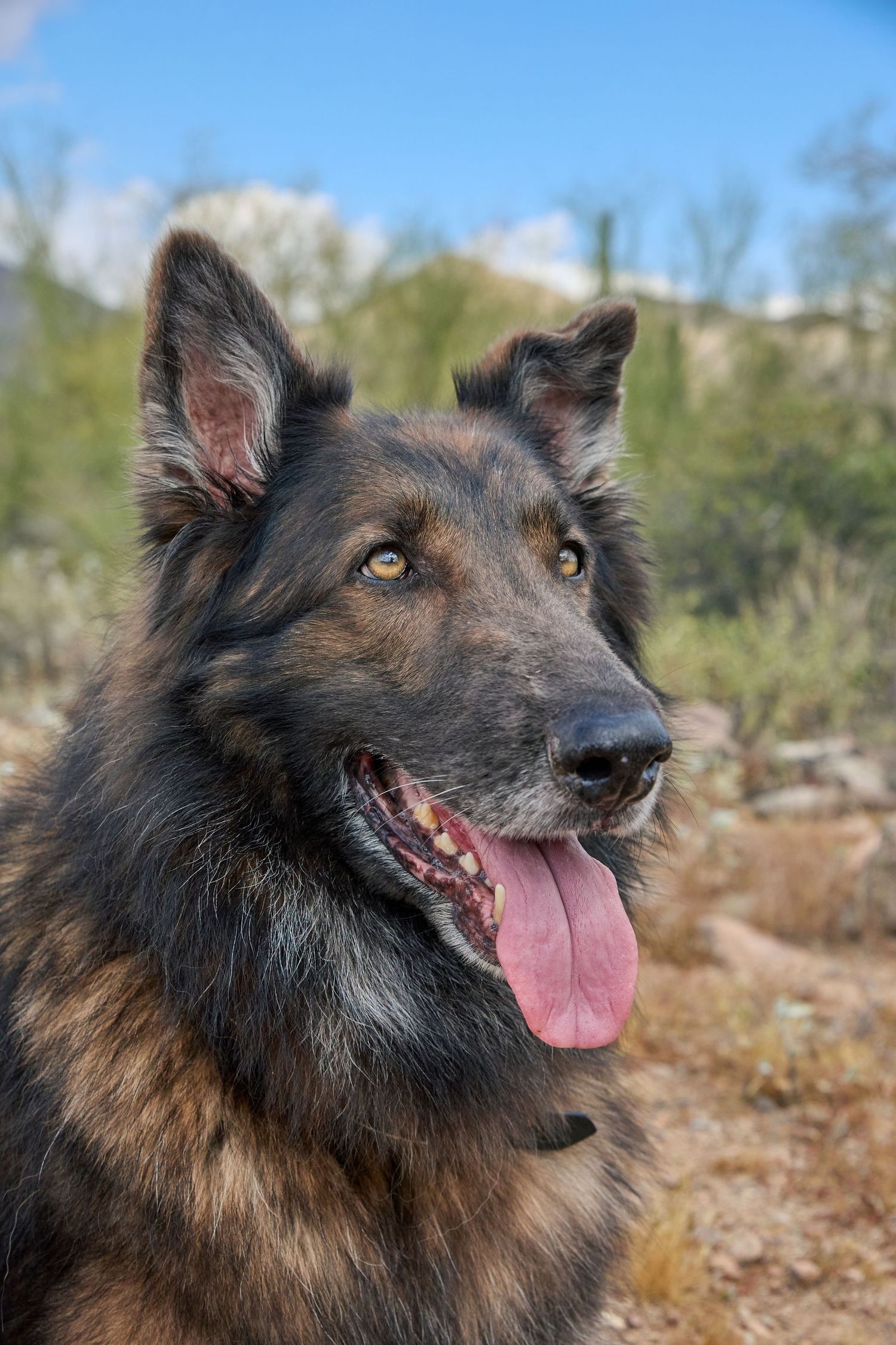 dog portraits