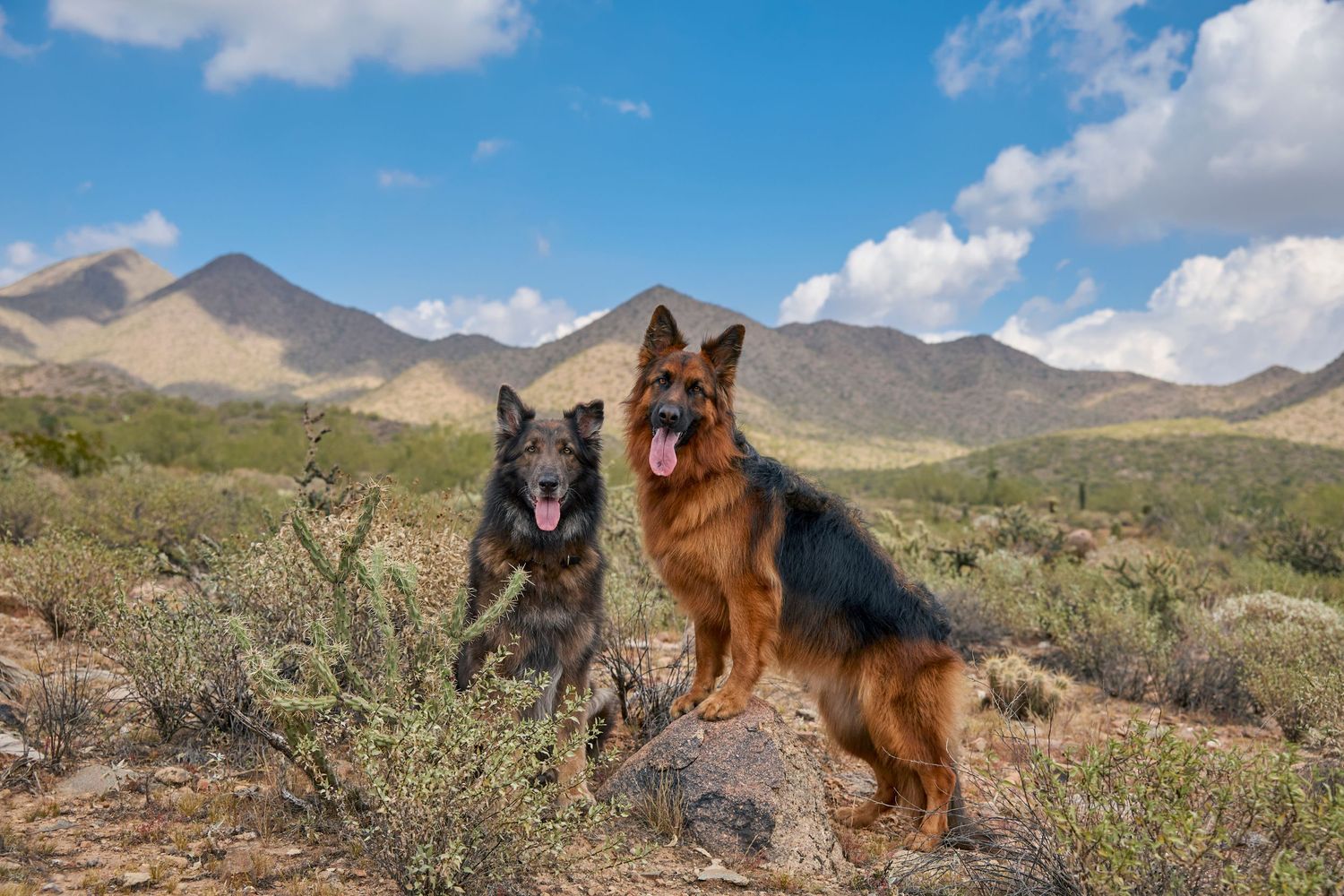 desert landscape dog photography