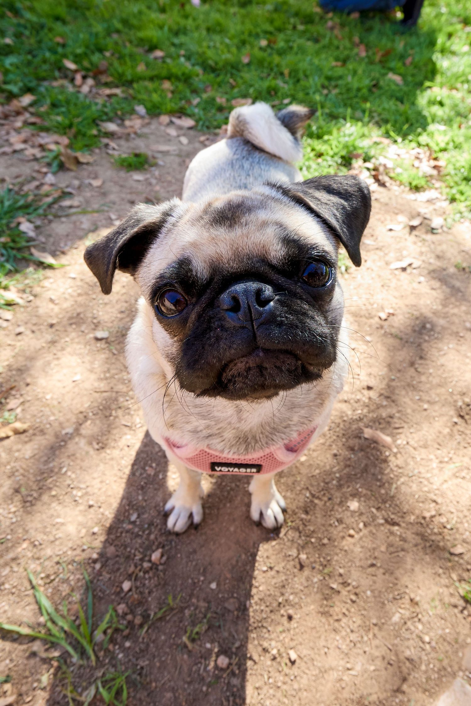 dog photography
