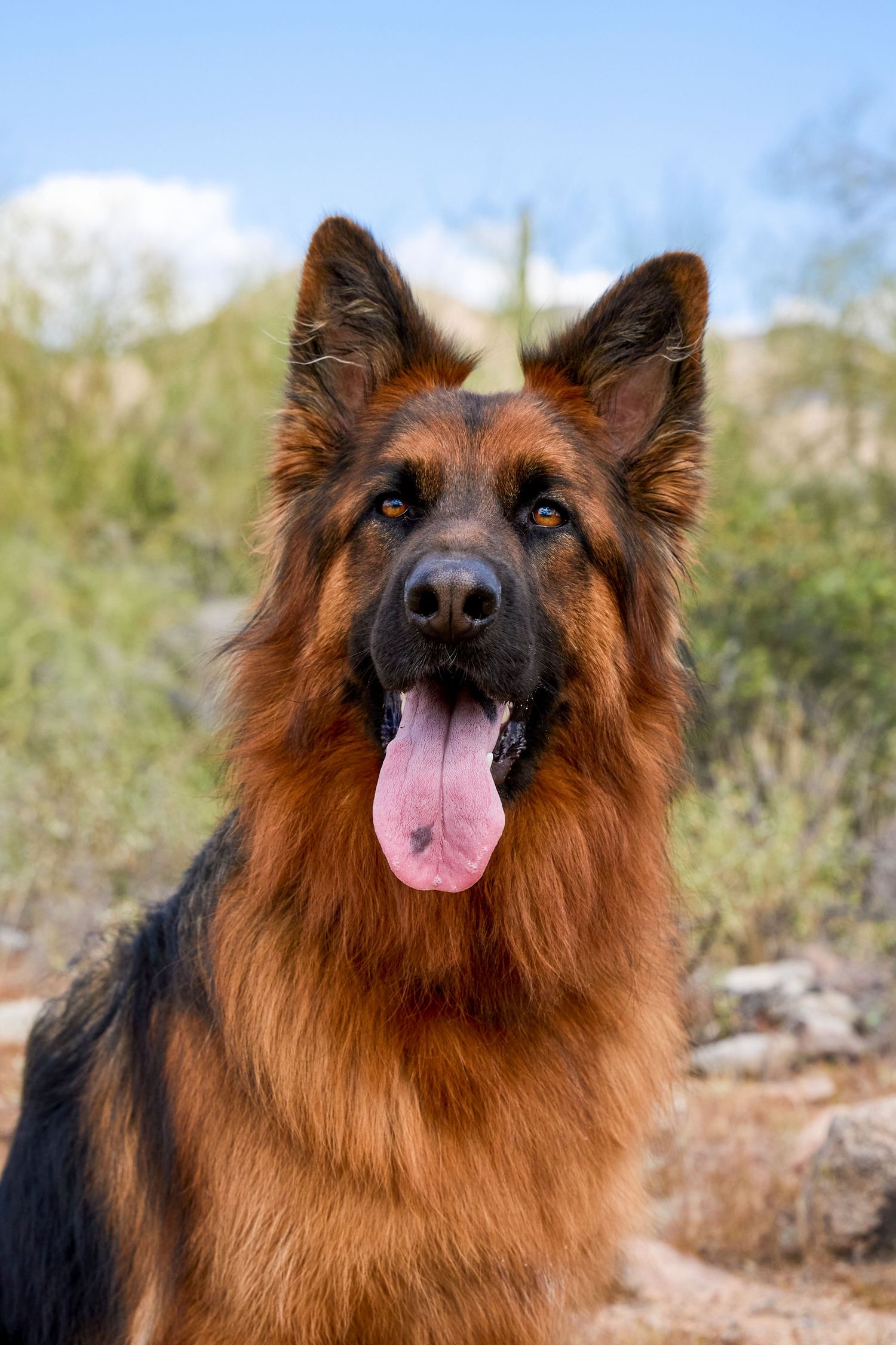 dog photography