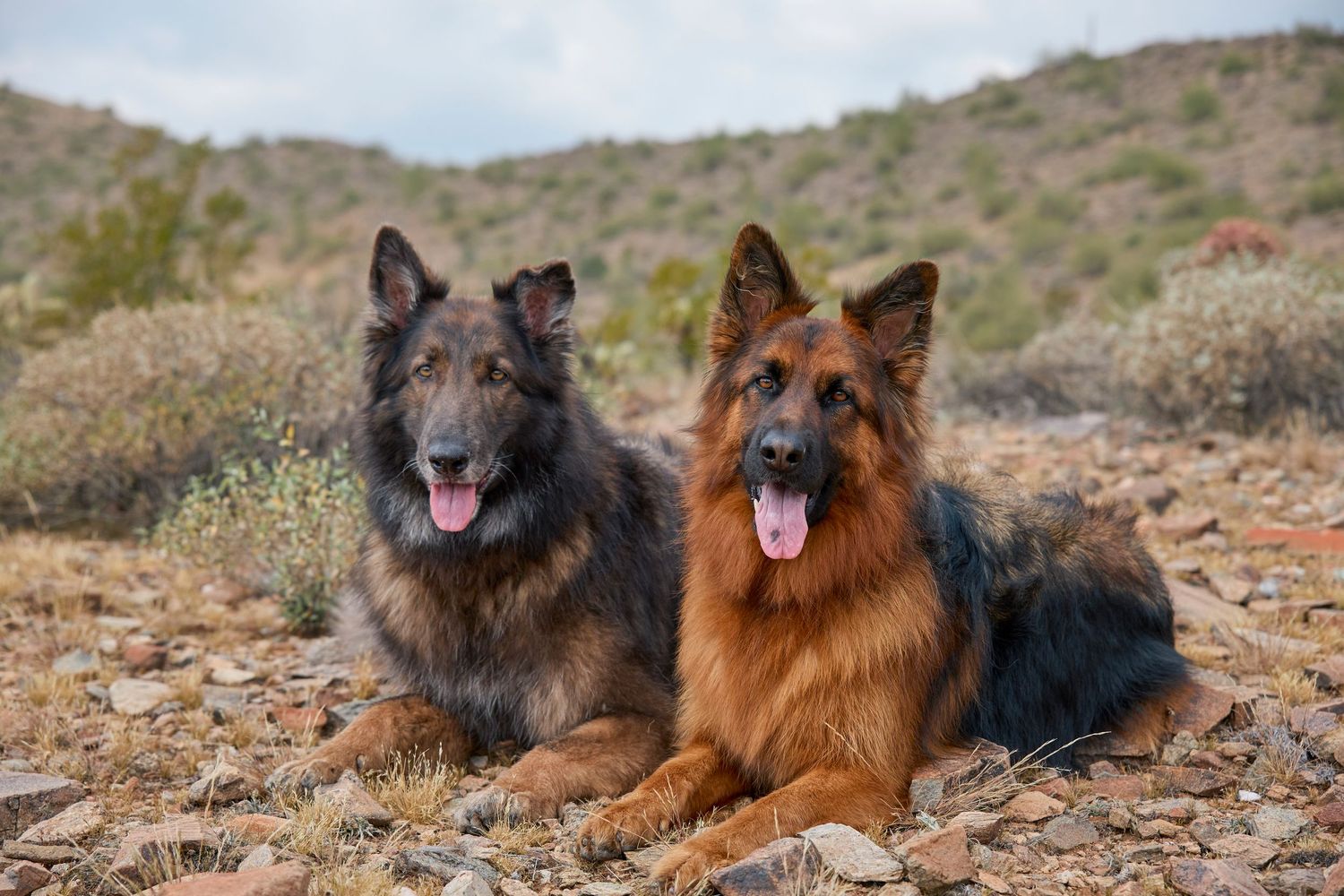 dog photography