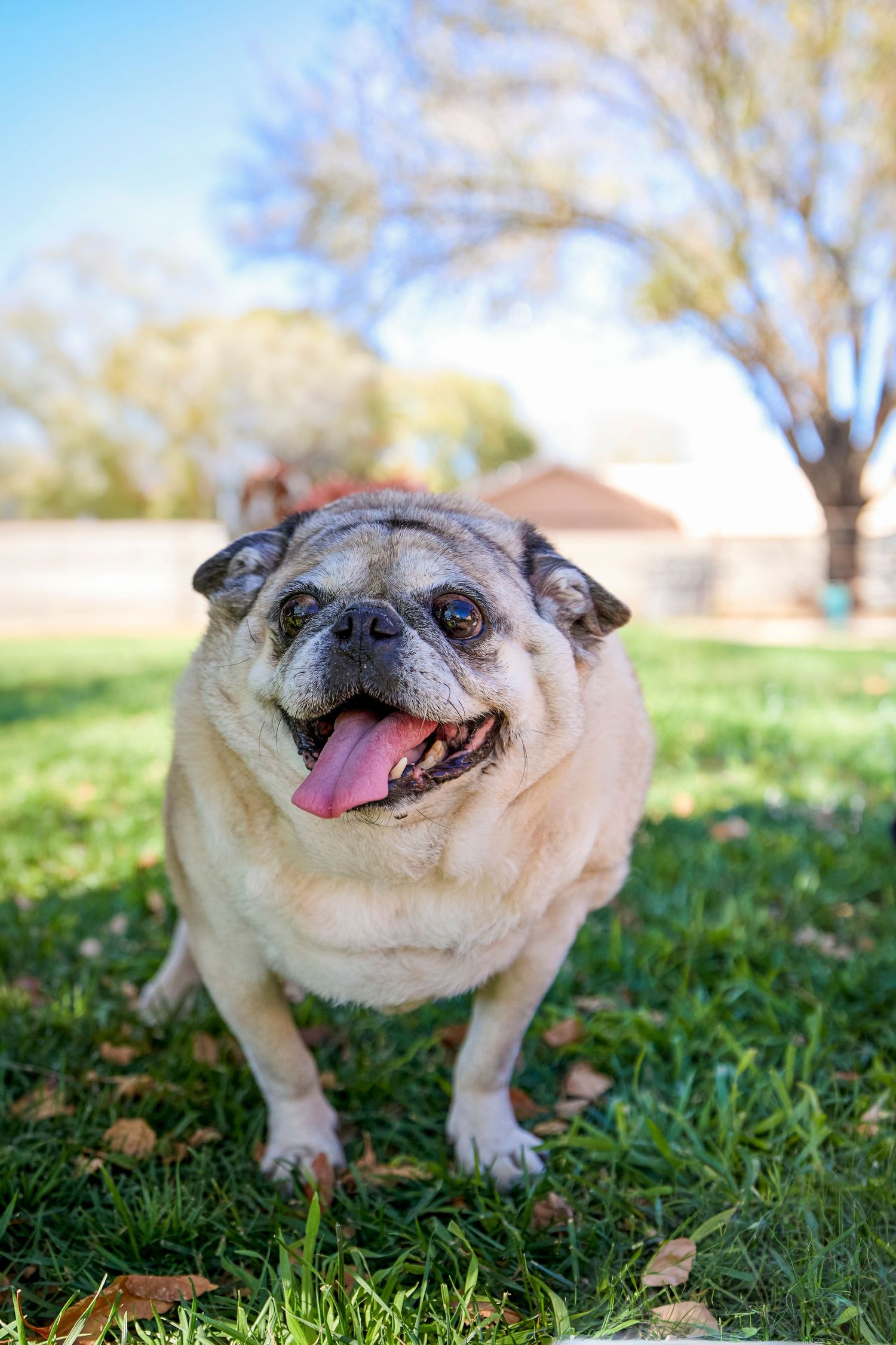 dog photography