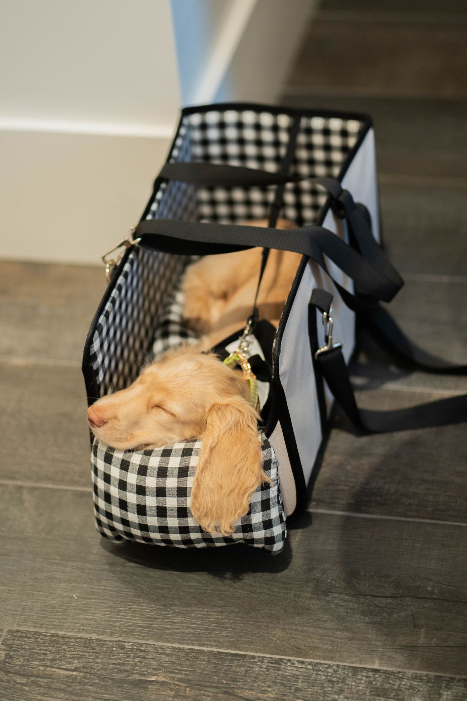 A sleepy cream-colored puppy naps in a black and white gingham pet carrier on a wood floor.