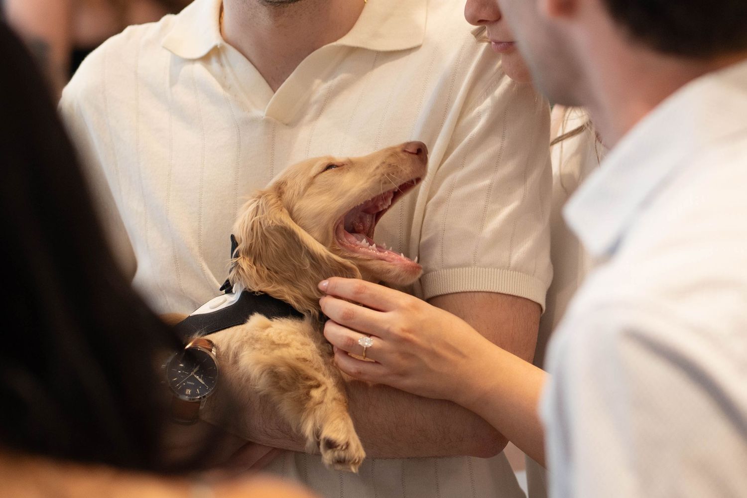 Golden puppy in a black bow tie yawns widely while being held by guests in white shirts at a celebration.