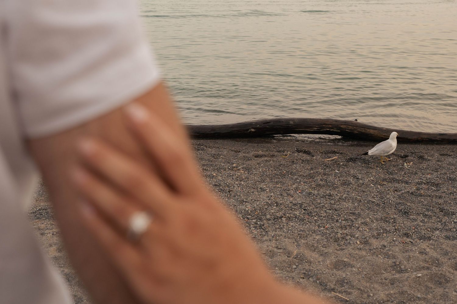 Blurred couple's hands in the foreground showing an engagement ring, with a seagull standing on the beach behind.