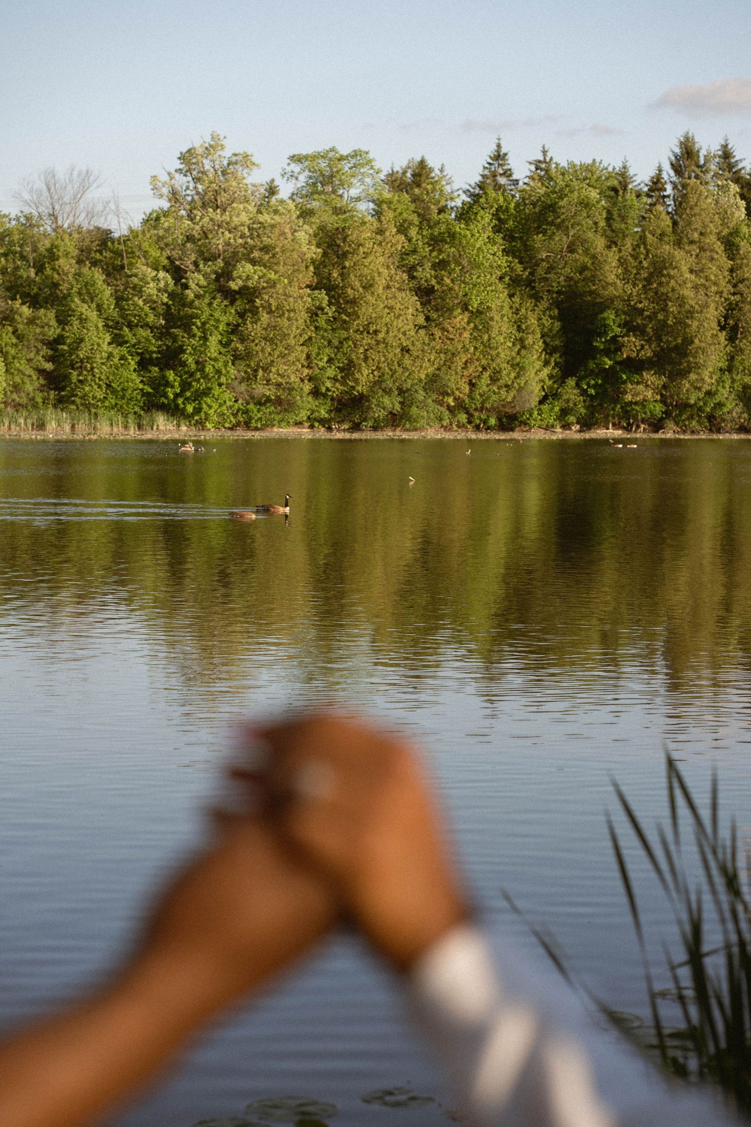 Blurred clasped hands in the foreground with a calm lake, swimming geese and a forest of green trees behind.