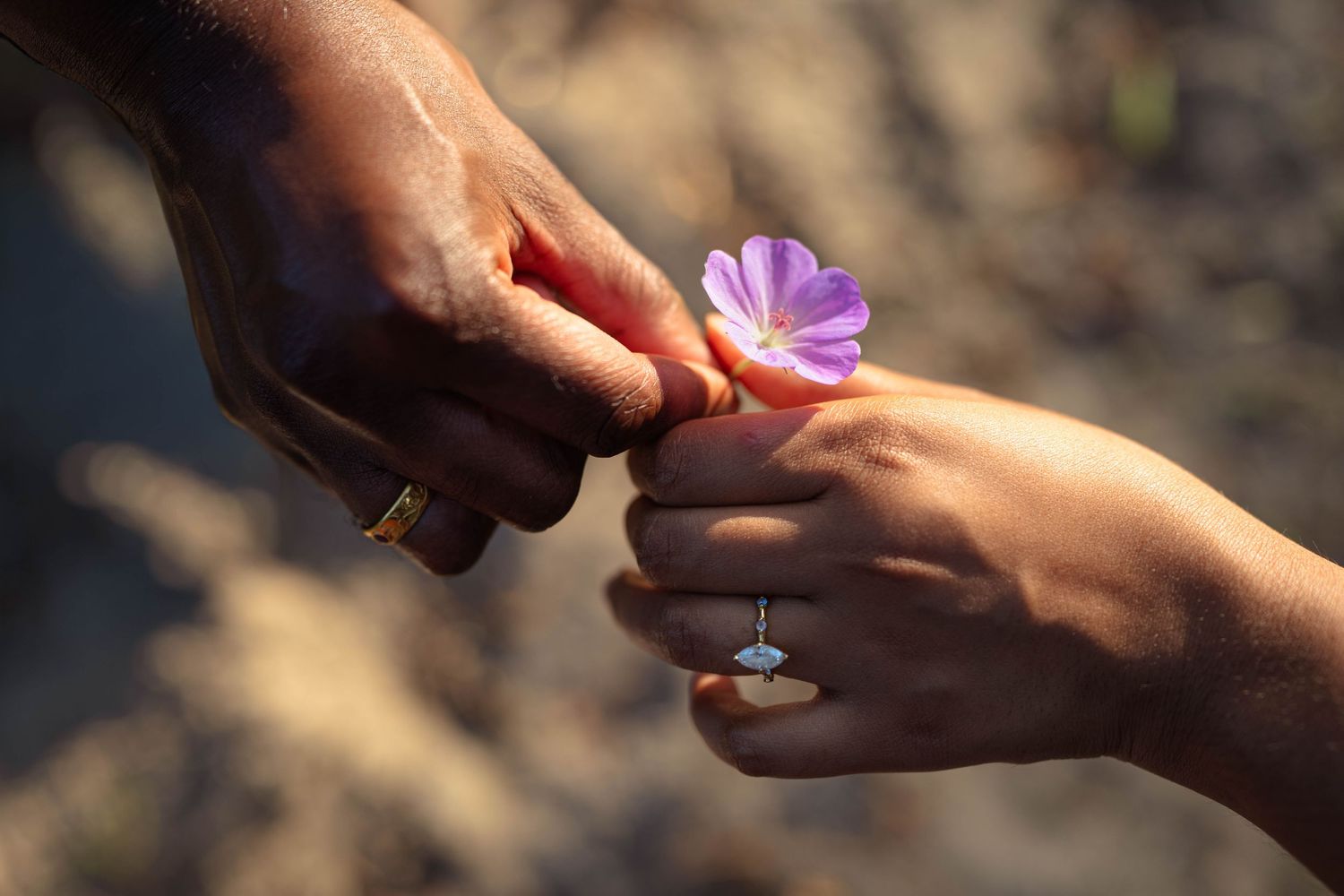 One hand gently offers a small purple flower to another hand, both wearing rings, in a soft outdoor setting.