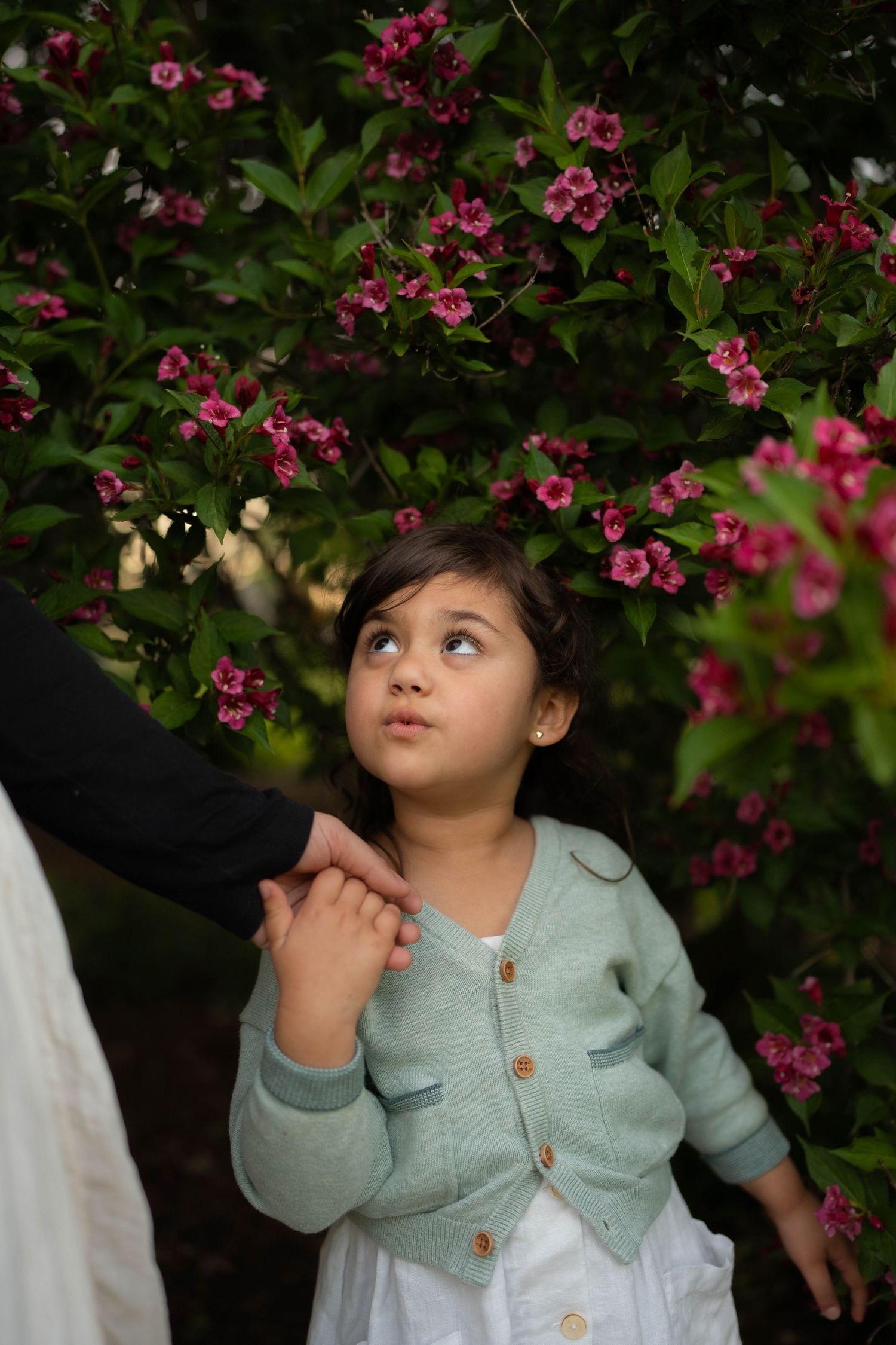 A little girl in a green cardigan and white dress gazes upward while holding an adult's hand among pink flowering shrubs.