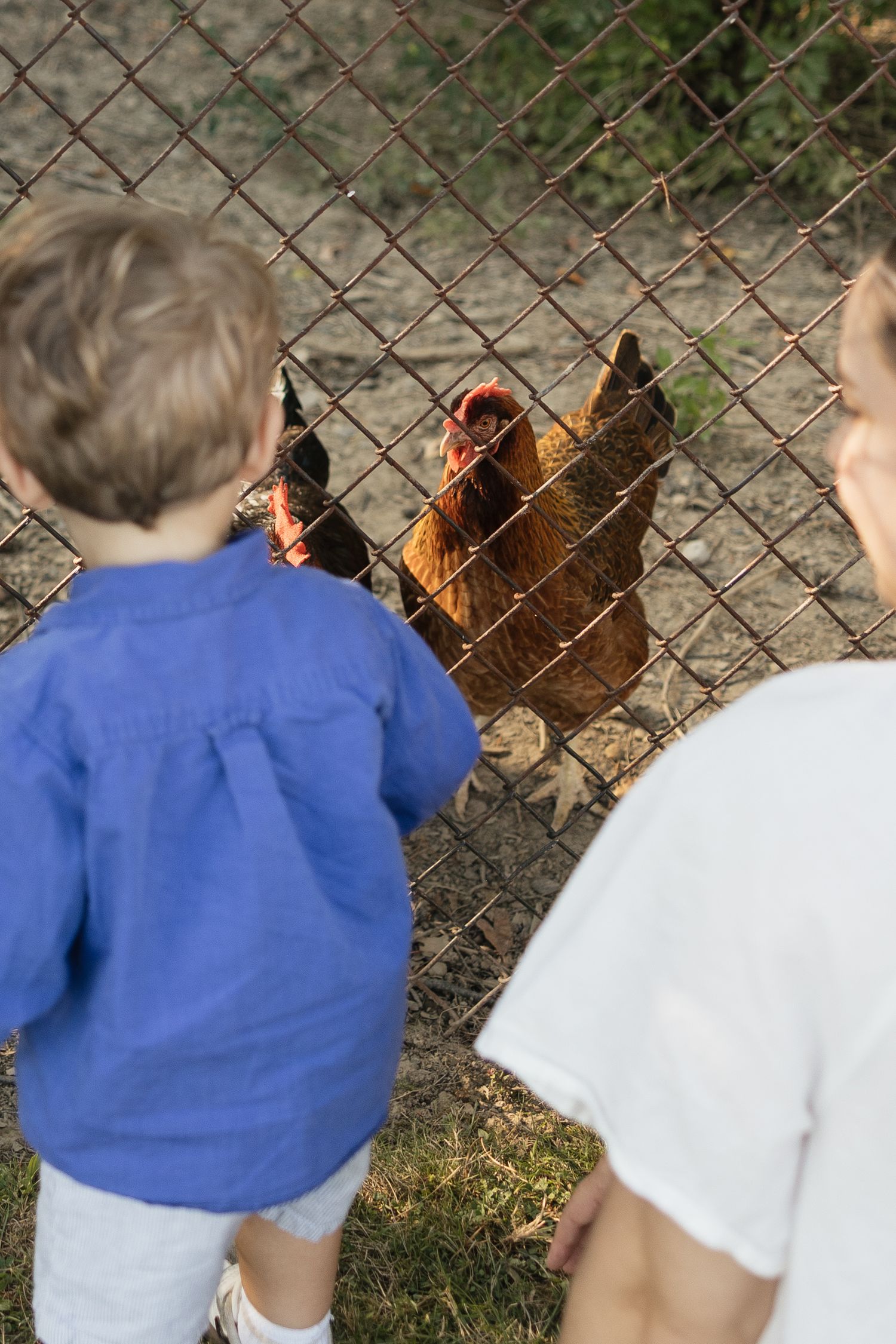 Two children in blue and white shirts observe brown chickens through a chain-link fence outdoors.