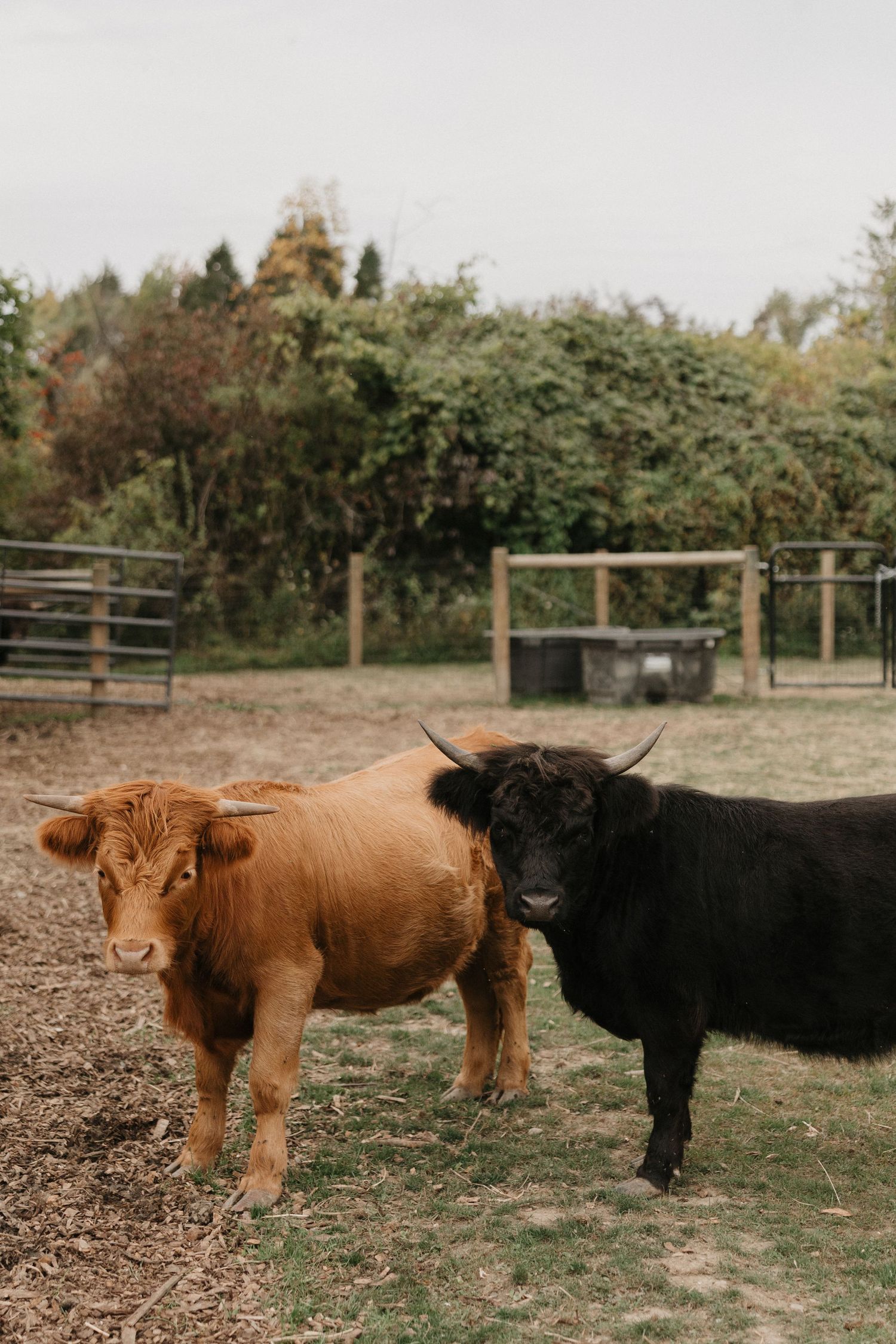 Two Highland cattle, one brown and one black, standing in a green farm pasture with wooden fencing in the background.