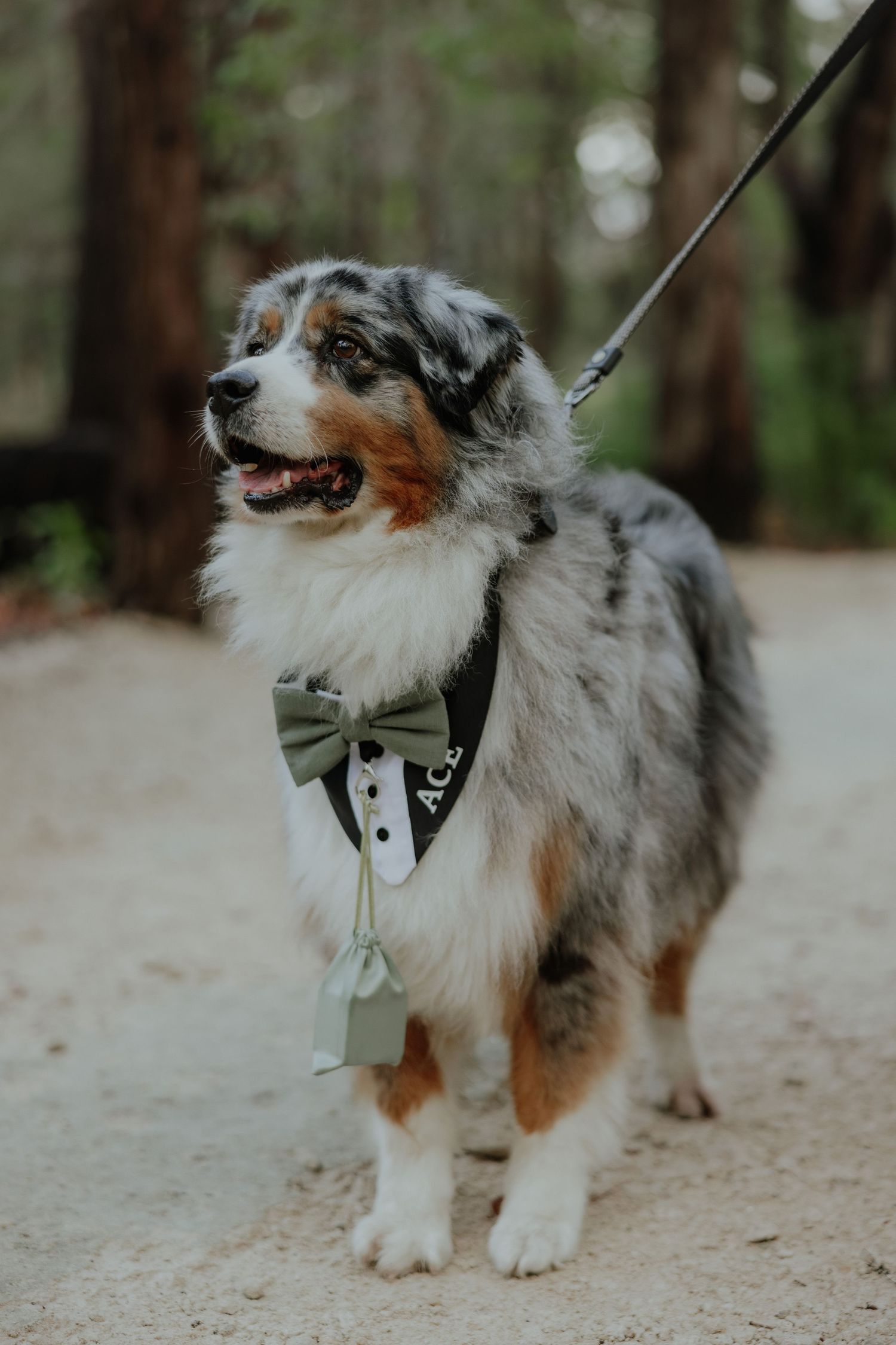 Australian Shepherd dog dressed in bow tie and tuxedo bandana as wedding ring bearer.
