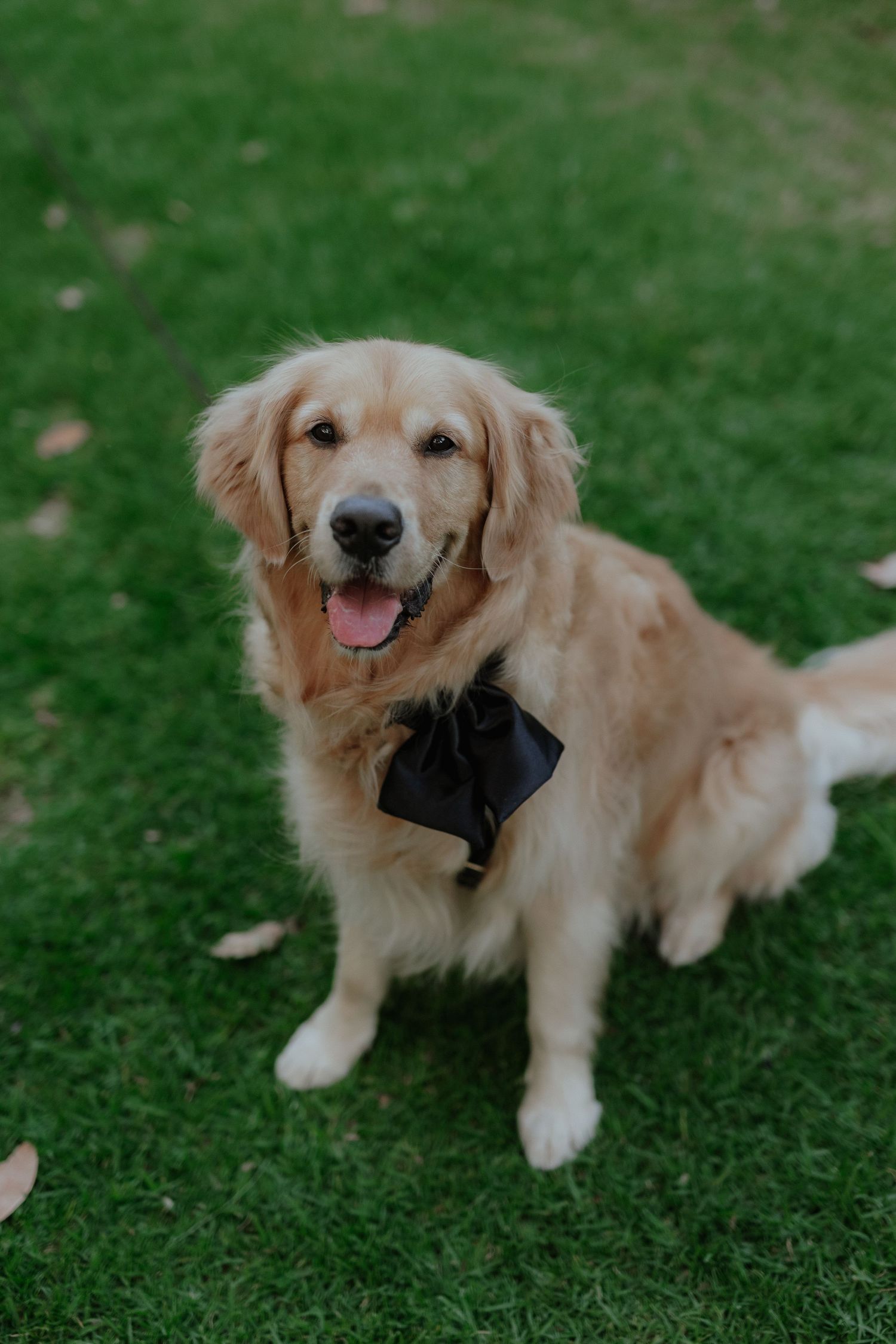Golden retriever wearing black bow tie sits on green grass at outdoor wedding celebration.