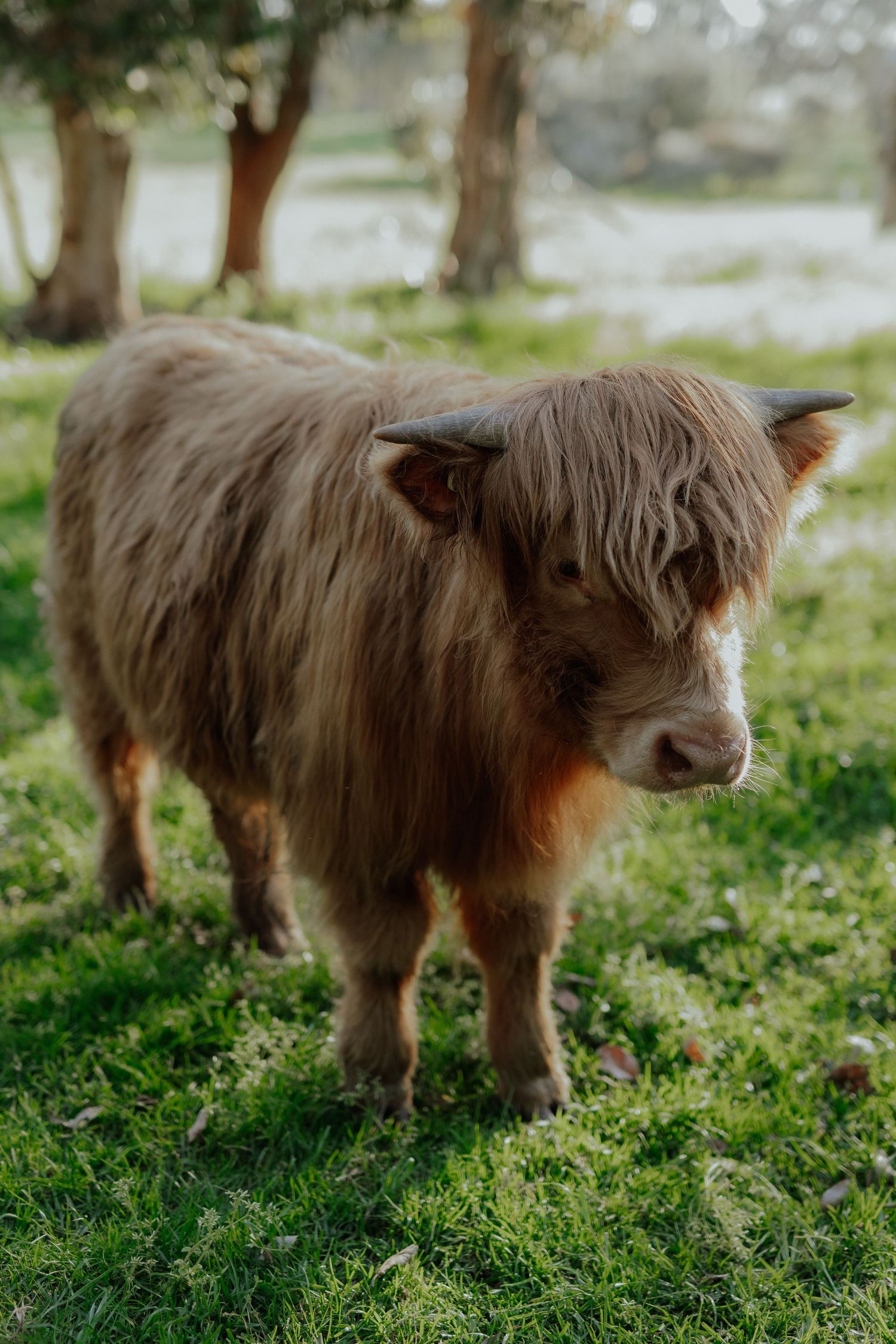 Fluffy Highland cow calf with long brown hair stands on green grass between trees.