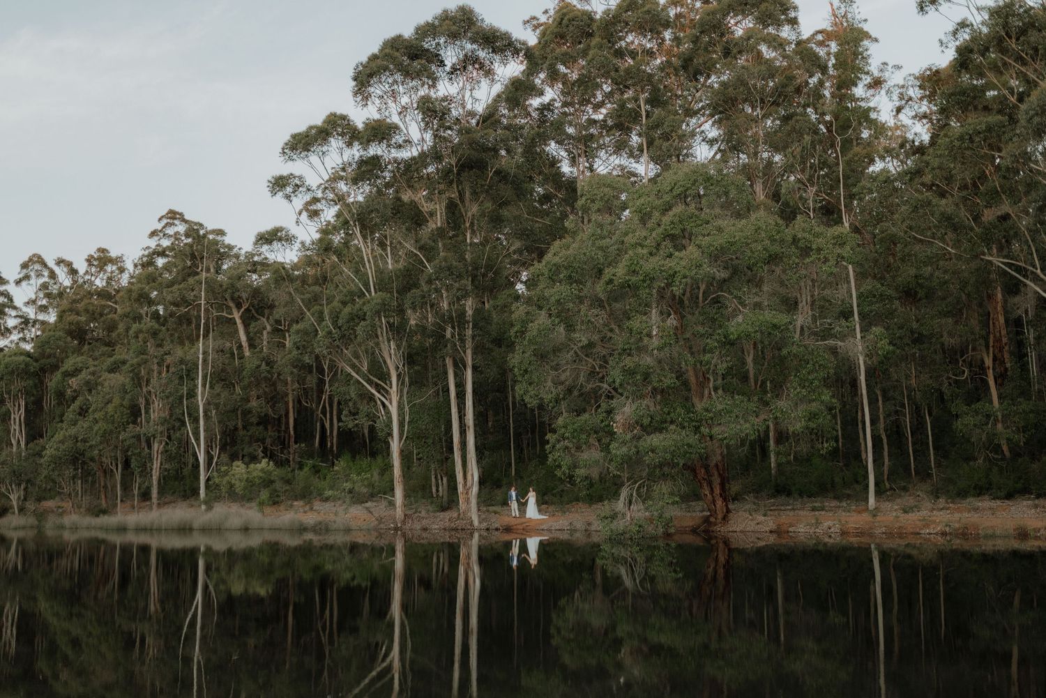A couple stands by a tranquil reflective lake surrounded by tall eucalyptus trees at dusk.
