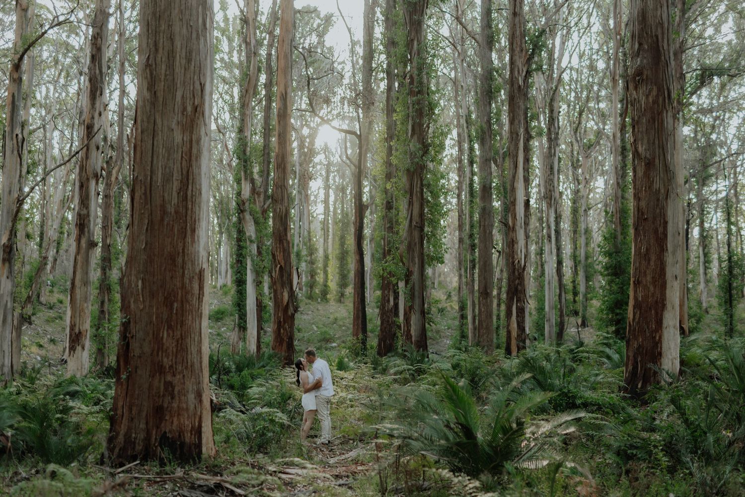 Couple sharing a romantic embrace surrounded by towering trees and lush ferns in a dense forest.