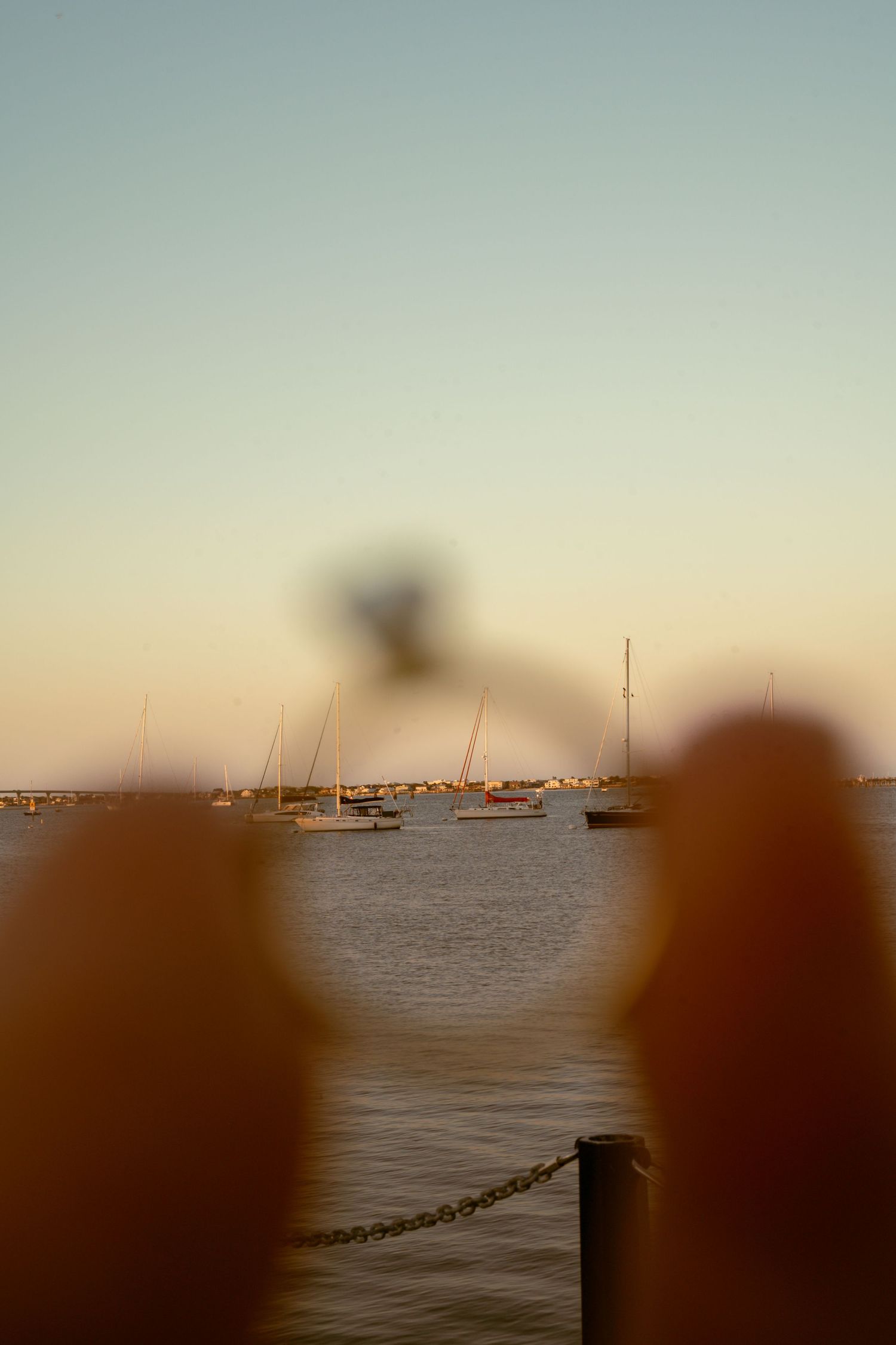 Wedding ring photo in St. Augustine, Florida