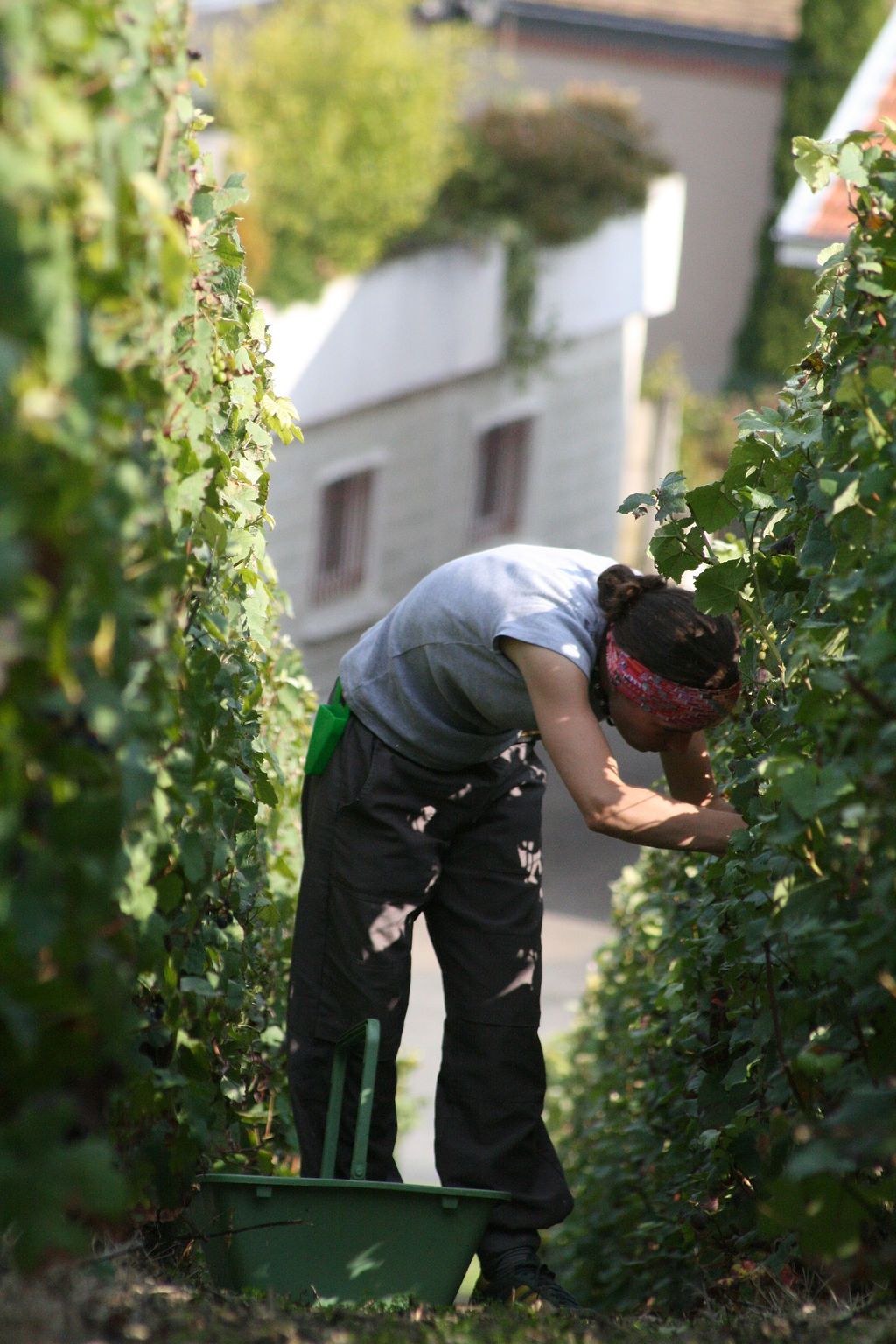 Portrait de Maud Roussin par Eric Maes, lors des vendanges, Haut Villers, Champagne