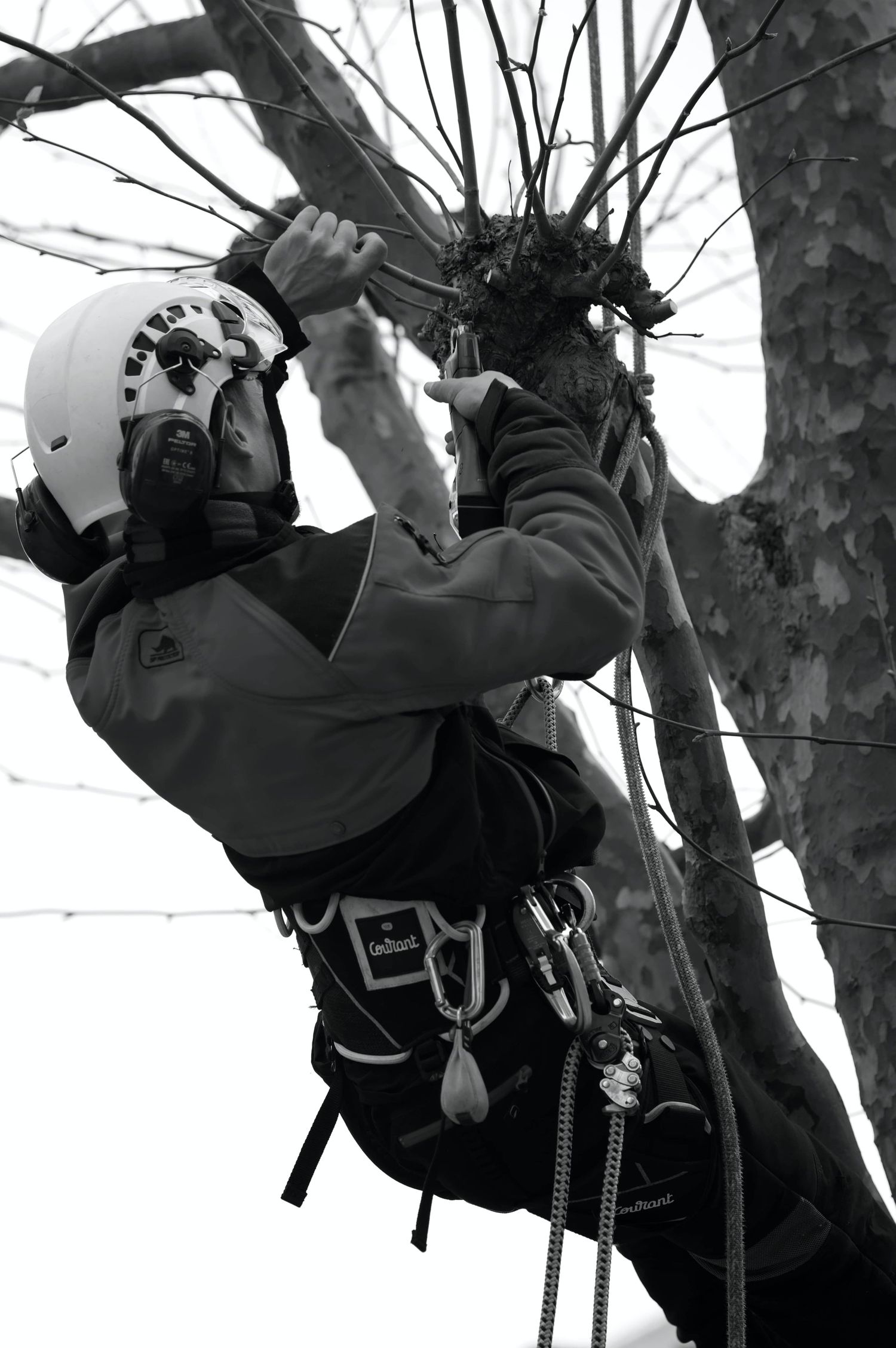 Geste pro - Cordiste, action d'élagage, Cherbourg, Normandie