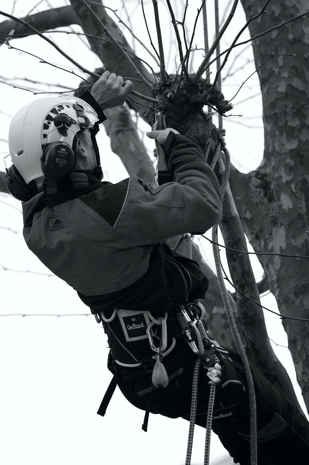 Geste pro - Cordiste, action d'élagage, Cherbourg, Normandie