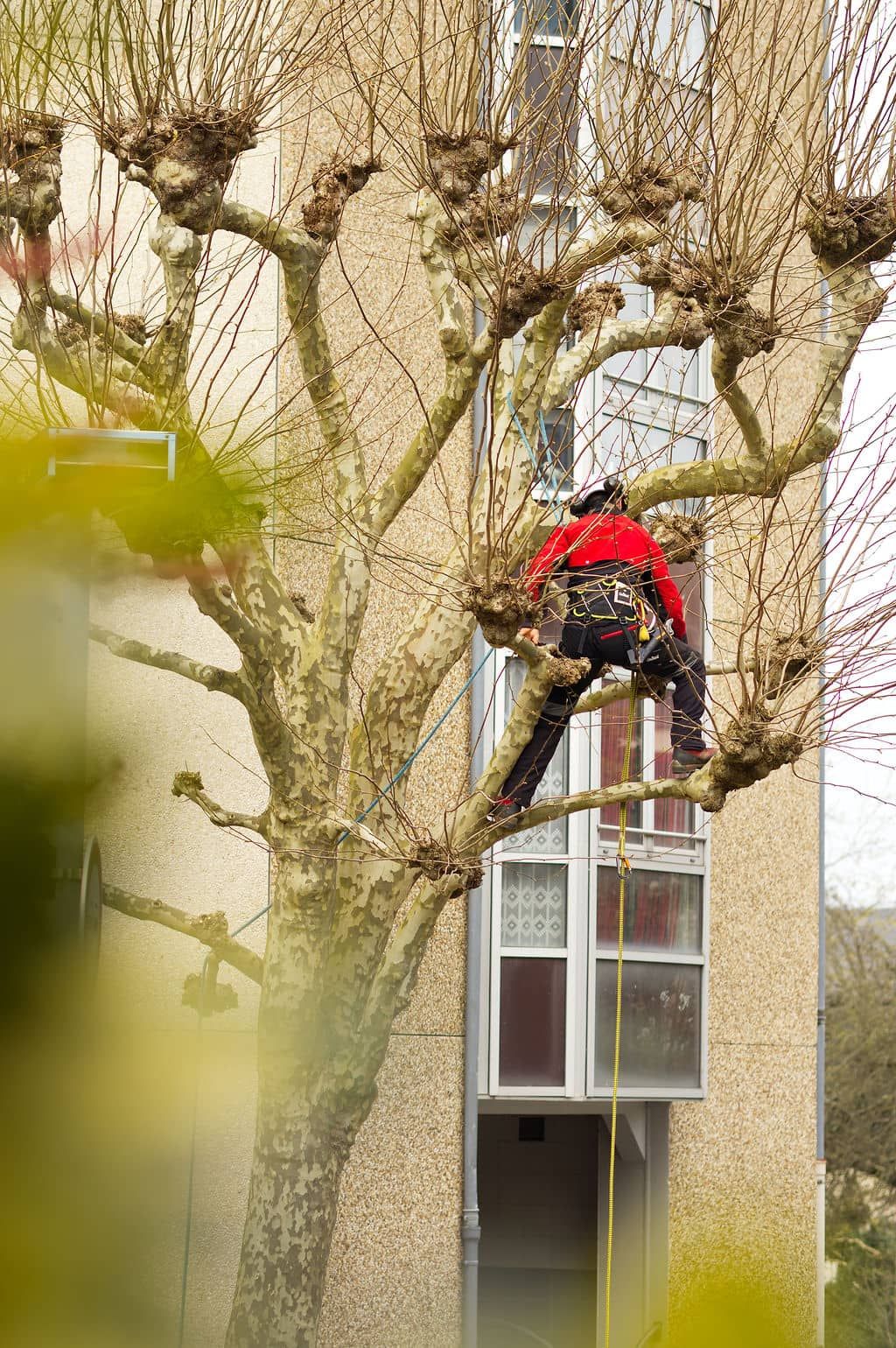 Geste pro - Cordiste, action d'élagage, Cherbourg, Normandie
